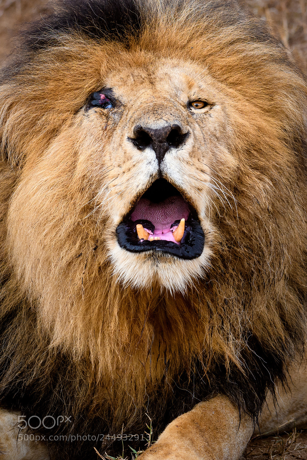 Nikon D500 sample photo. Primal photography