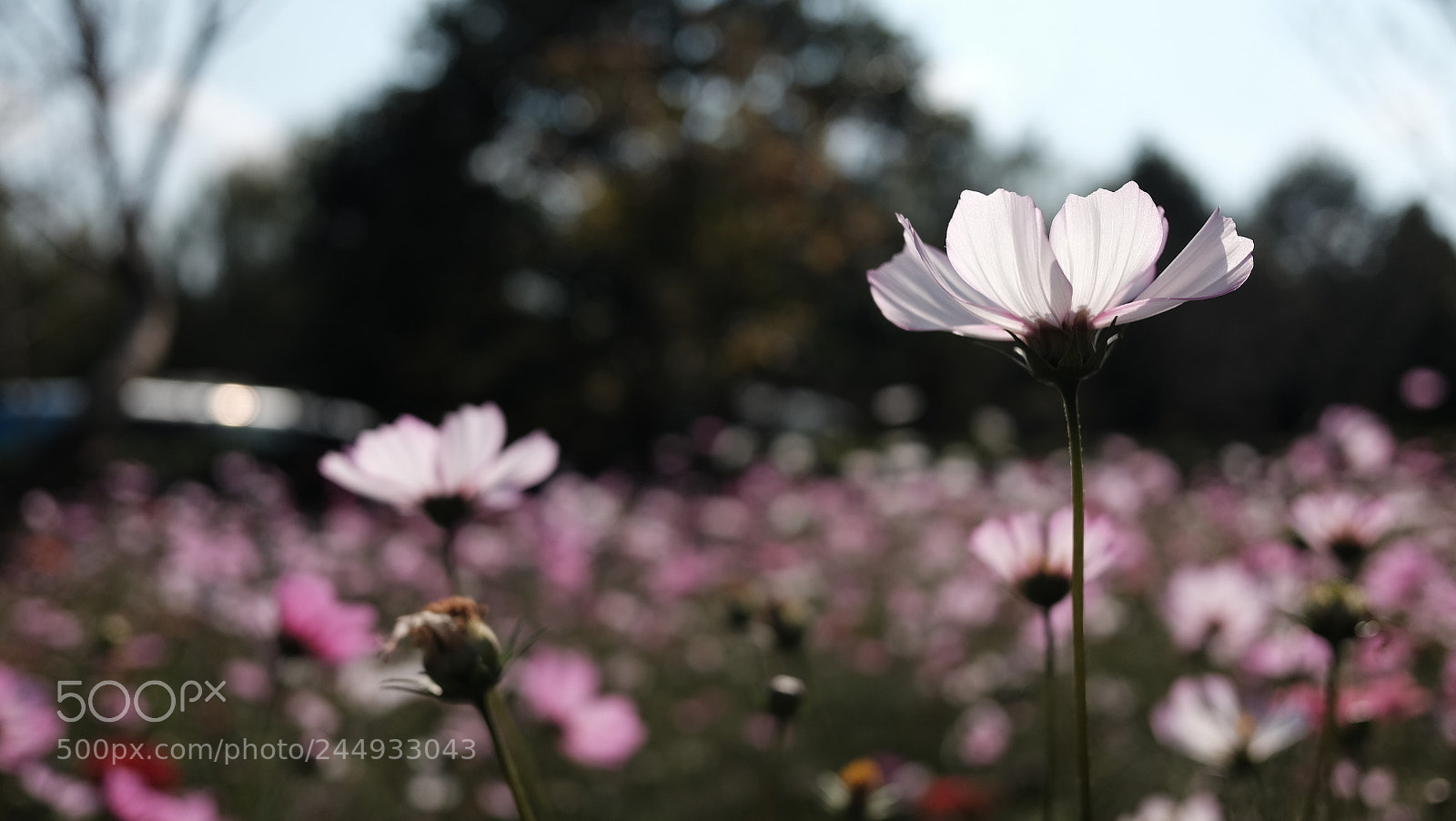 Fujifilm X70 sample photo. Untitled photography