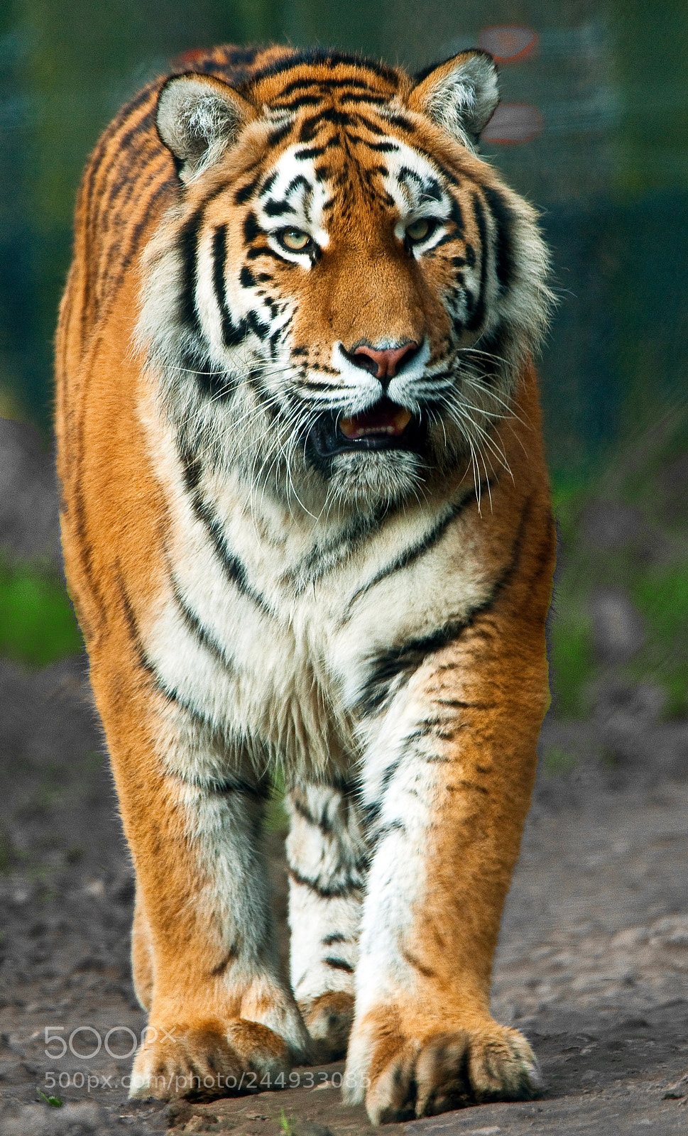 Nikon D300S sample photo. Amur tiger.. photography