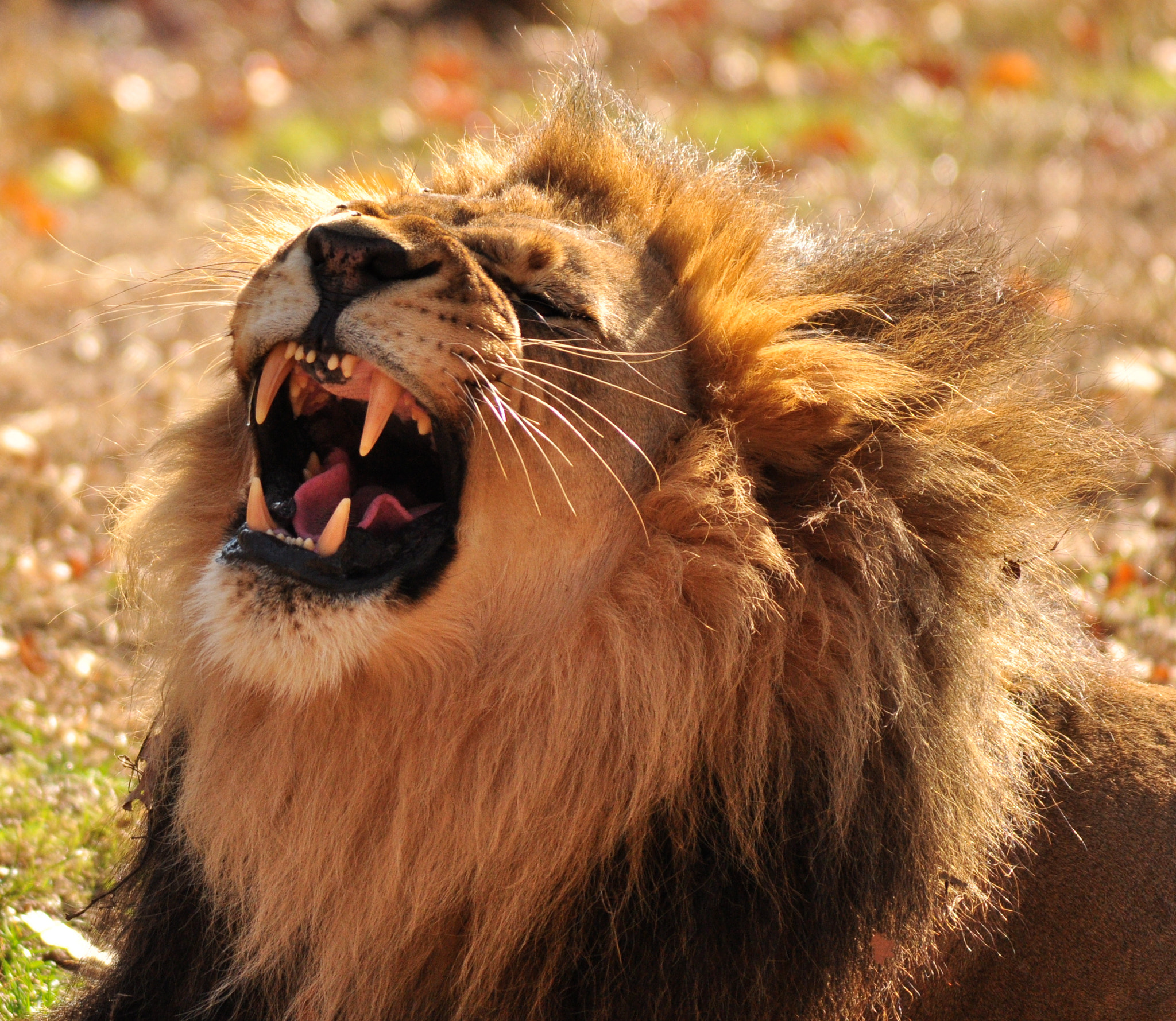 Nikon D90 sample photo. M’wasi bronx zoo,ny . hand held no filters photography