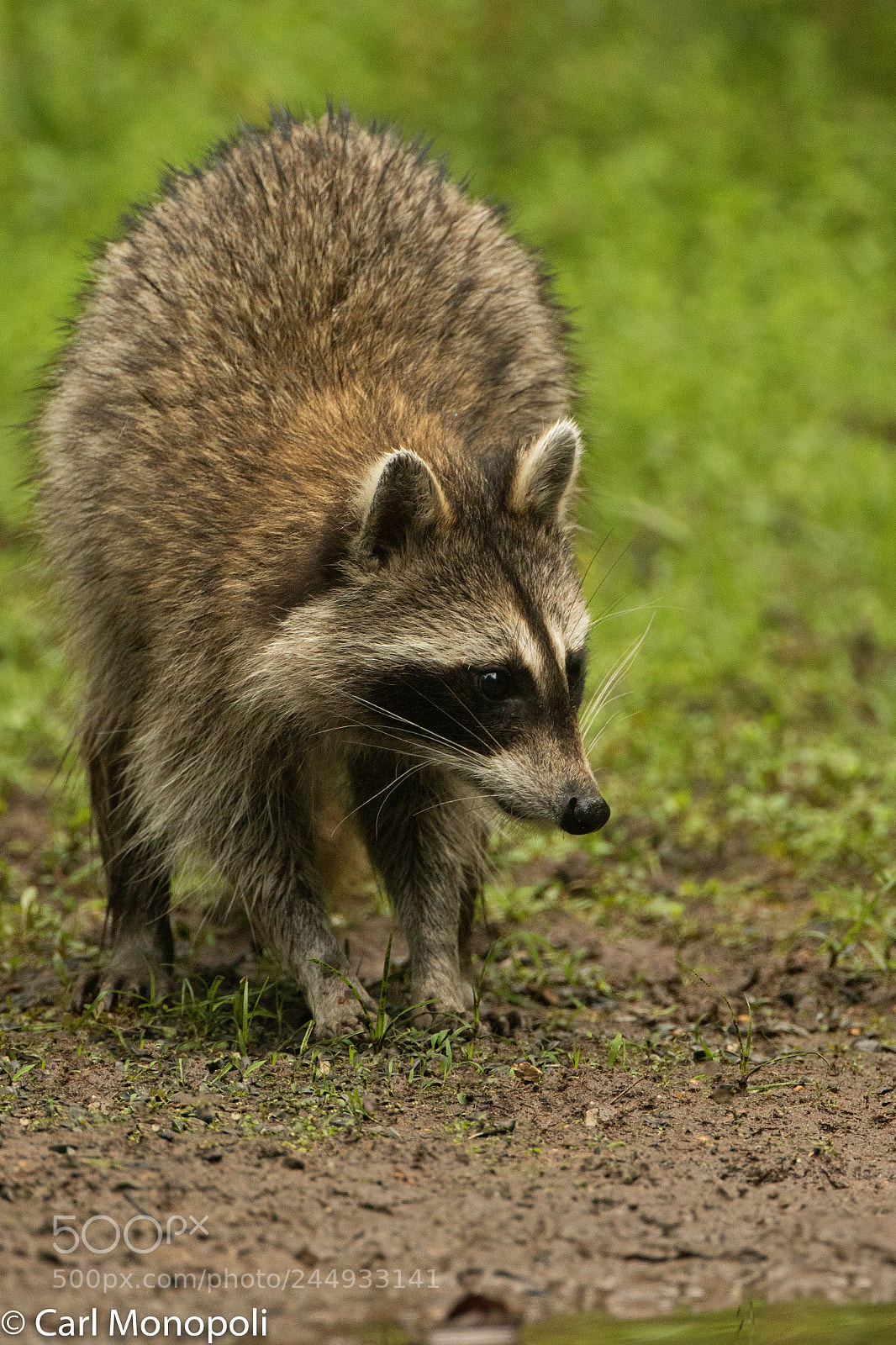 Canon EOS 7D Mark II sample photo. Raccoon waters edge photography