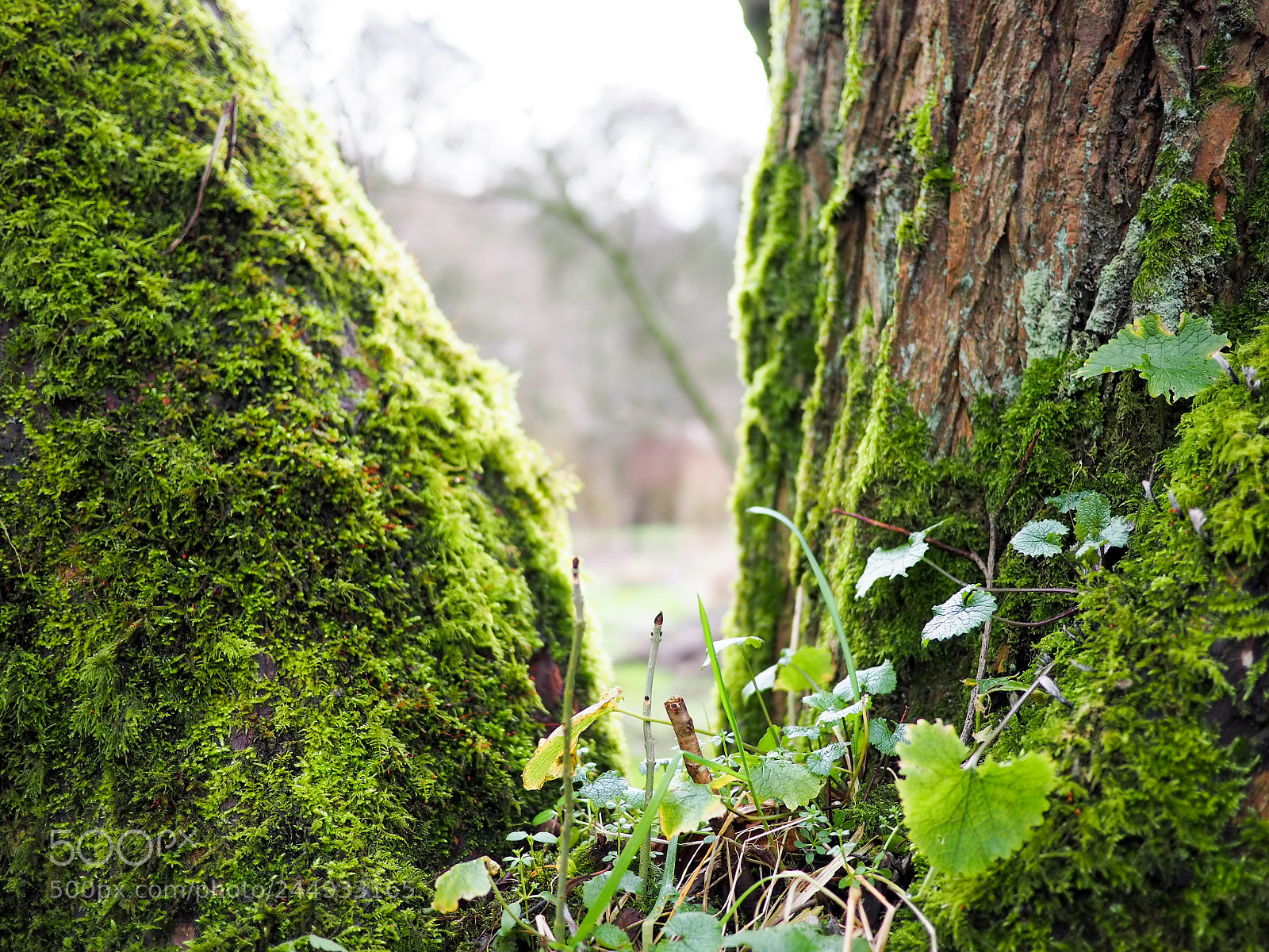 Olympus OM-D E-M10 III sample photo. Life in a pocket photography