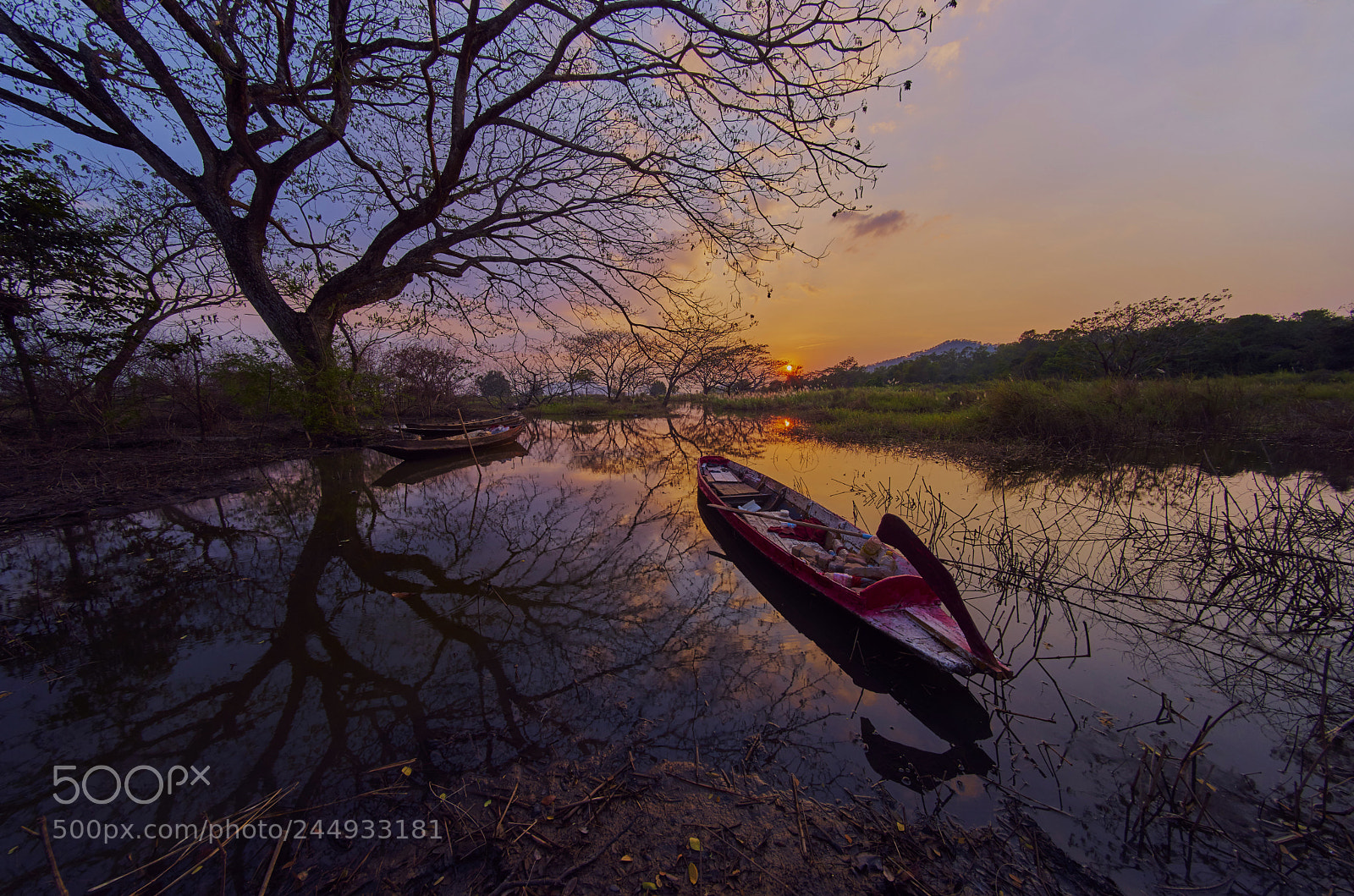 Sony a7 II sample photo. Tree boat in the photography