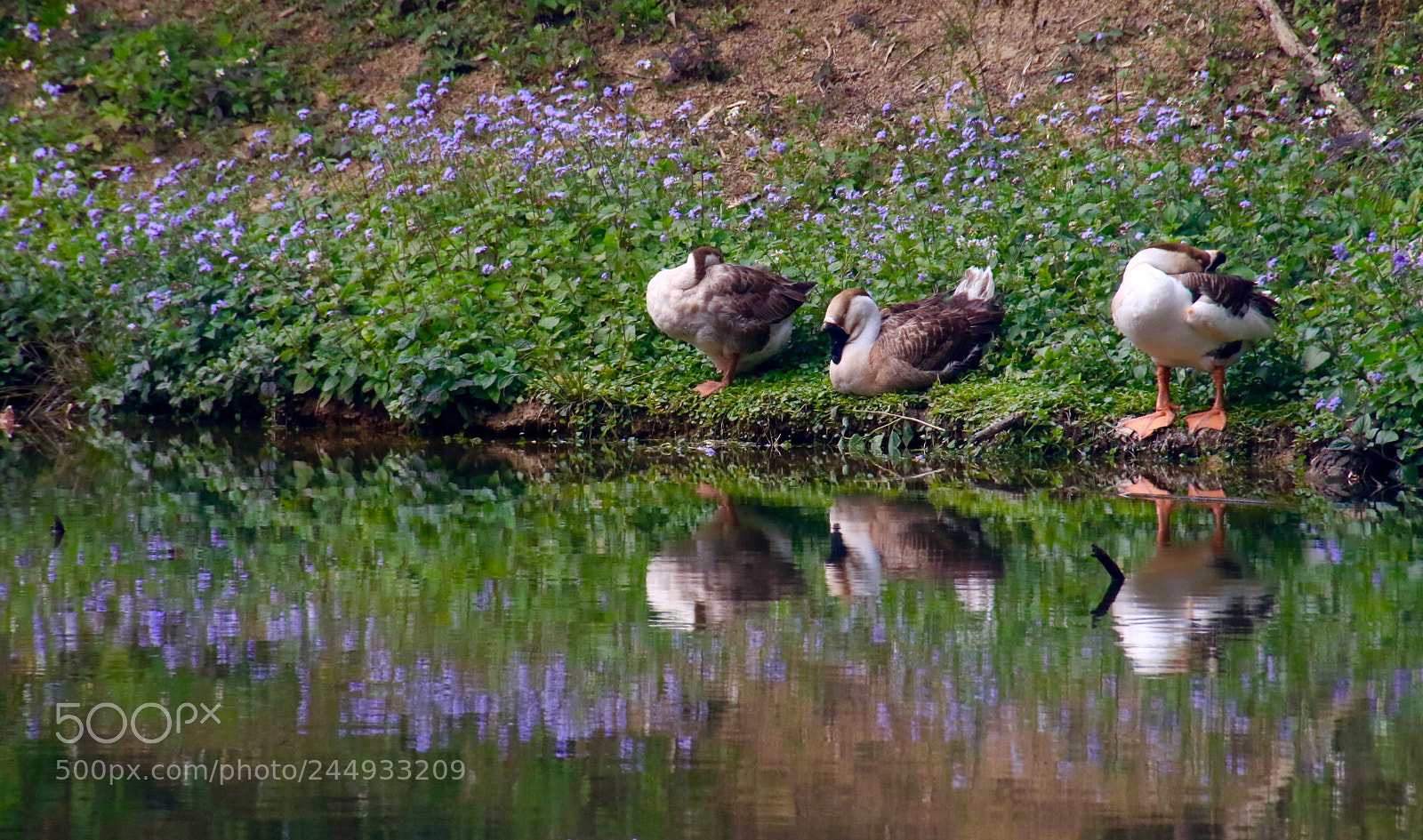 Canon EOS 7D Mark II sample photo. The sleeping three photography