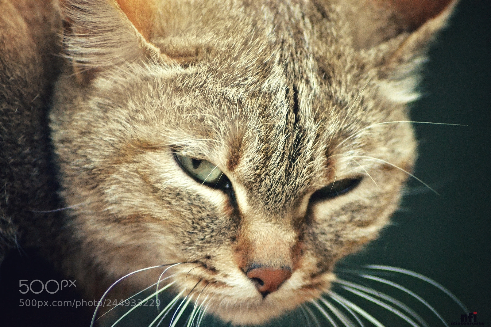 Nikon D3100 sample photo. Bad kitty photography