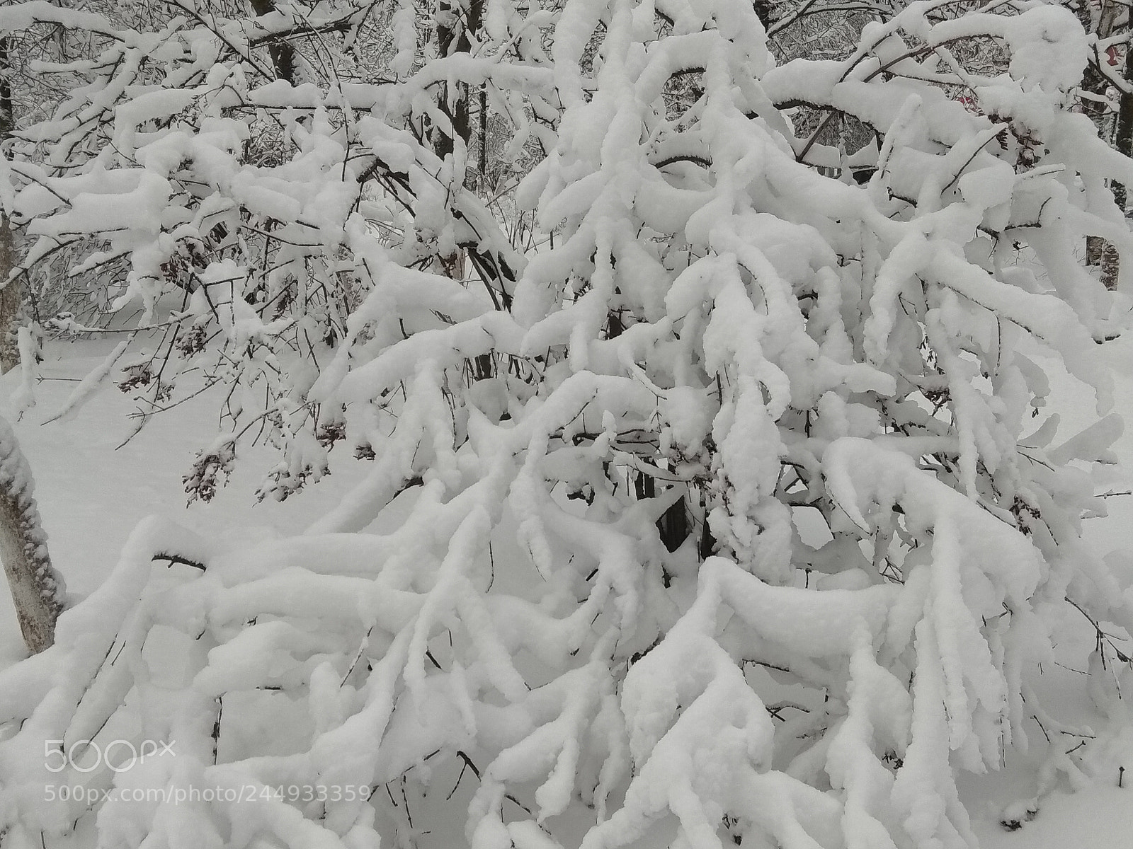 Xiaomi Redmi Note 5A sample photo. New portion of snow photography
