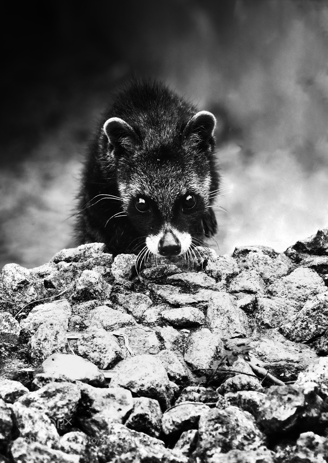 Nikon D800 sample photo. Civet kitten photography