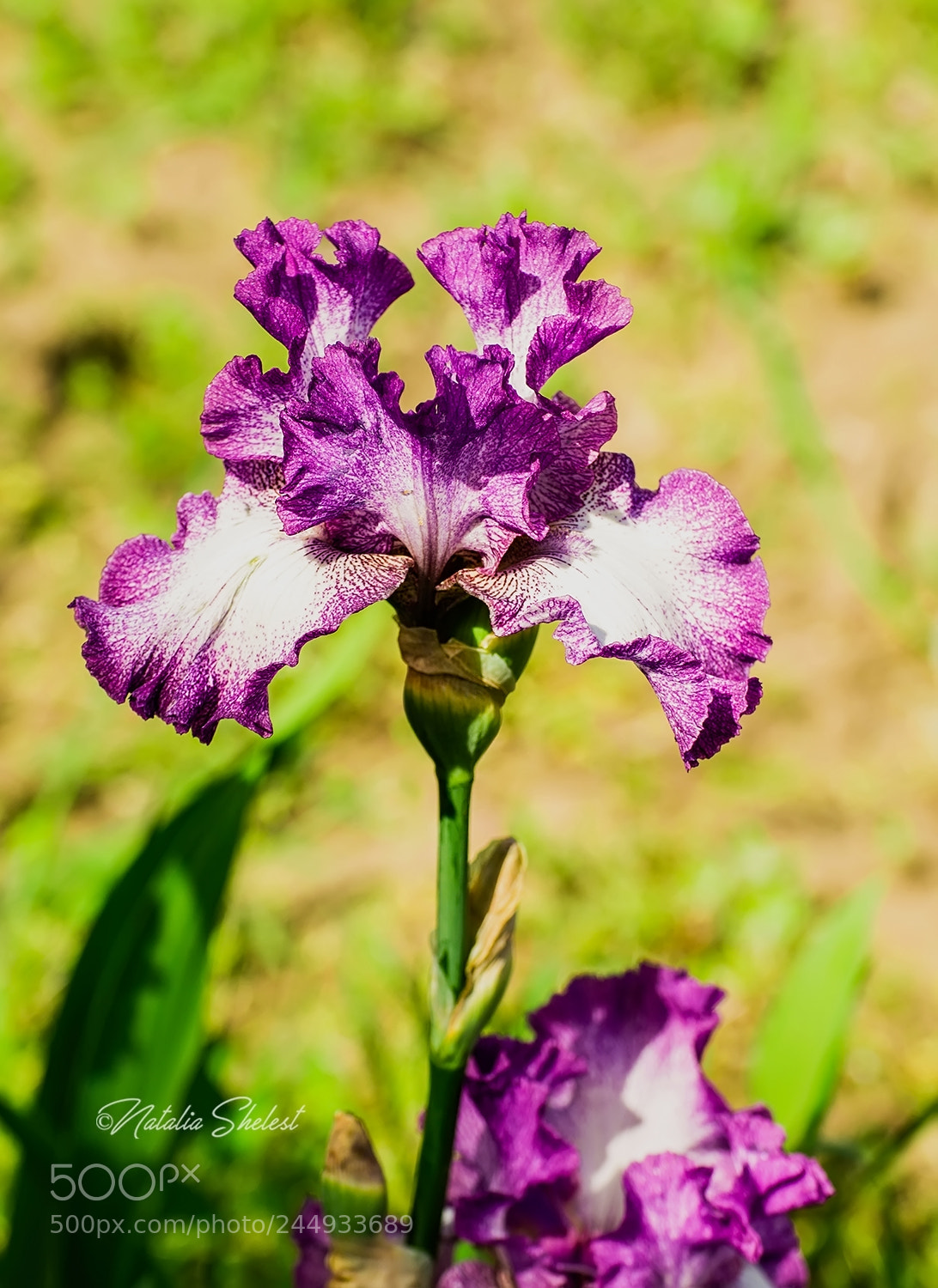 Nikon D600 sample photo. Beautiful flowers of iris. photography