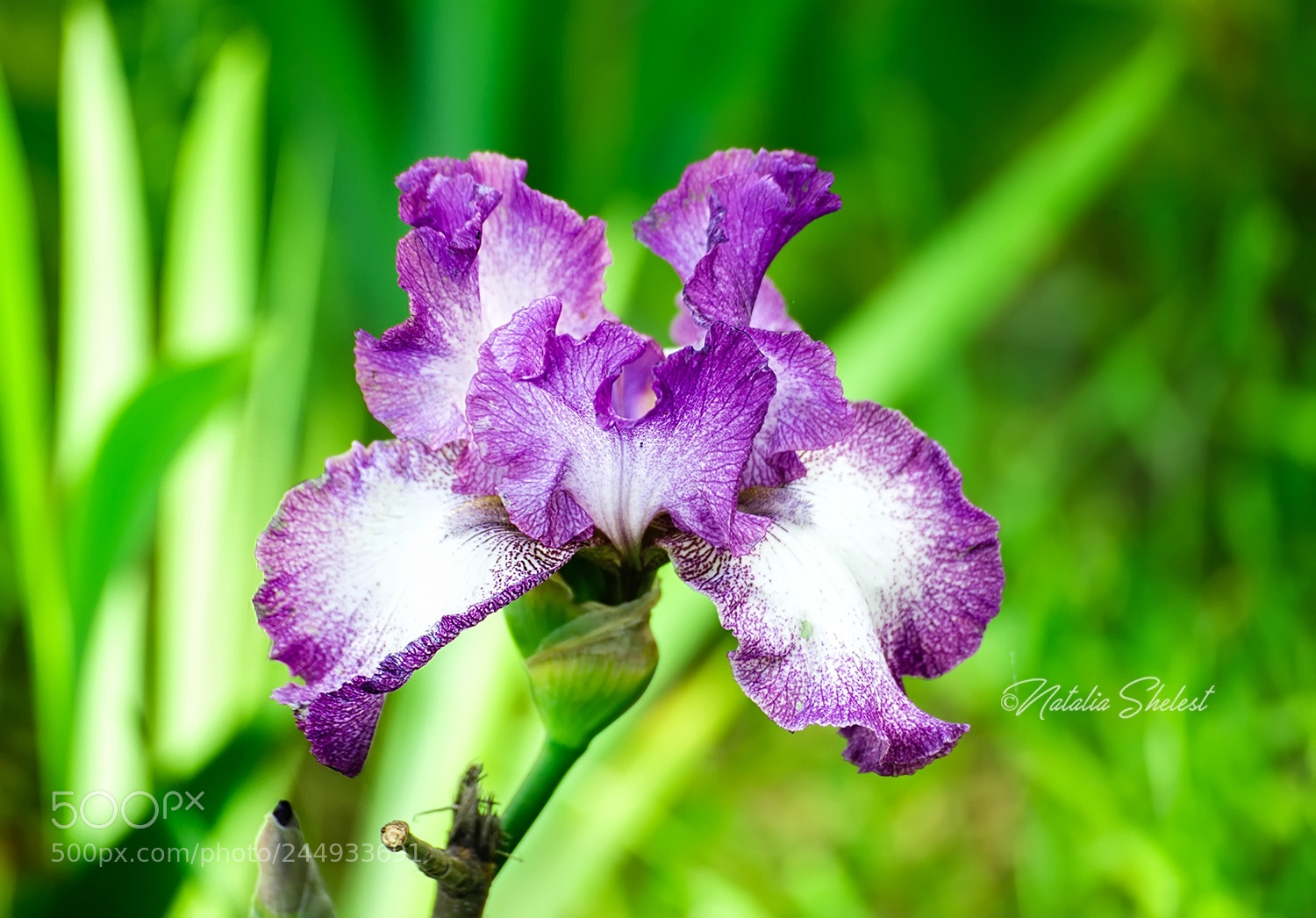Nikon D600 sample photo. Iris plant in garden photography