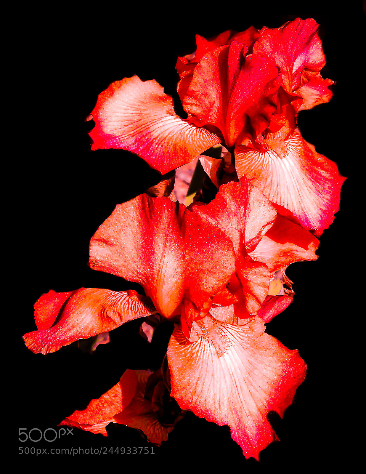 Canon EOS 50D sample photo. Iris rossa photography