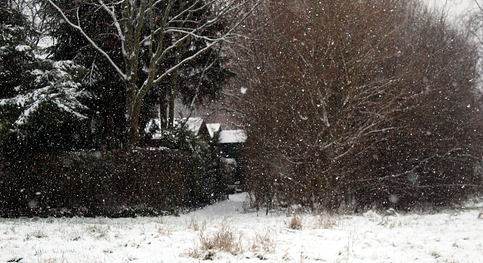 Canon EF-S 18-55mm F3.5-5.6 III sample photo. It's snowing photography