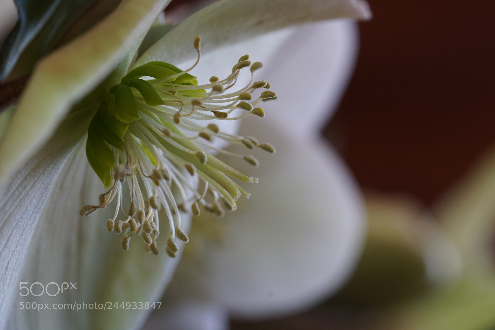 Sony ILCA-77M2 sample photo. Helleborus niger rose de photography