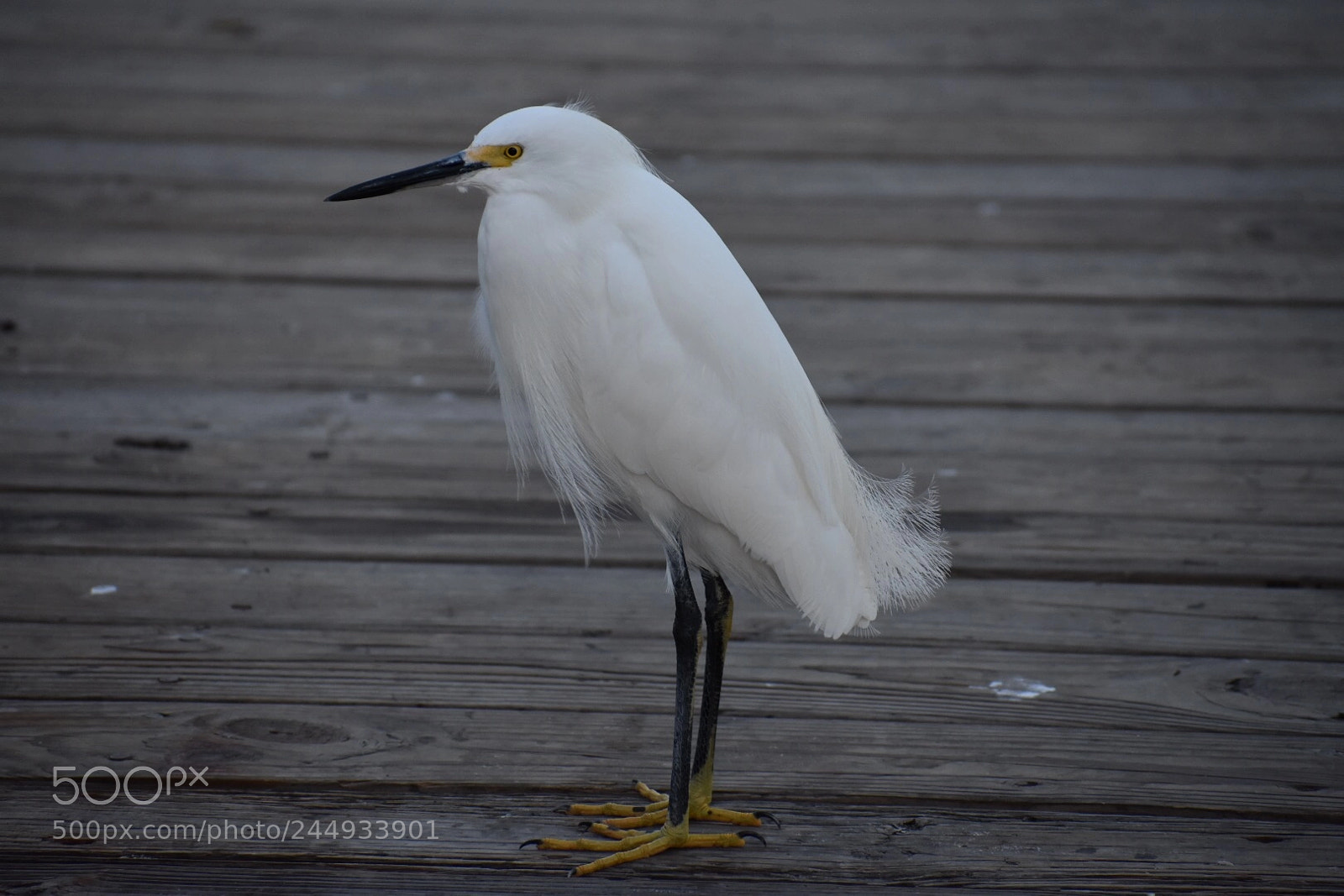 Nikon D7200 sample photo. Seagull photography