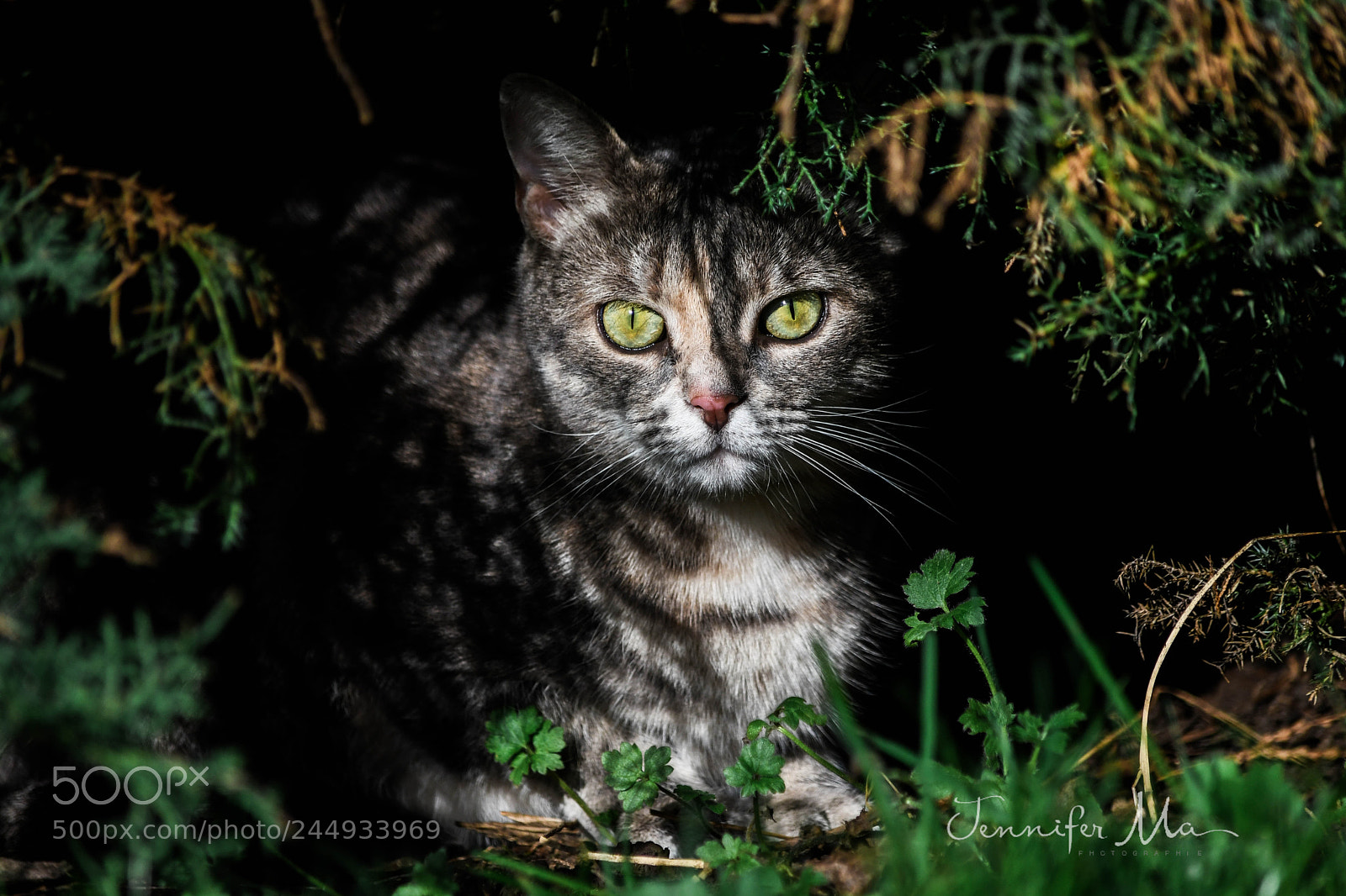 Nikon D7500 sample photo. Hidden cat photography