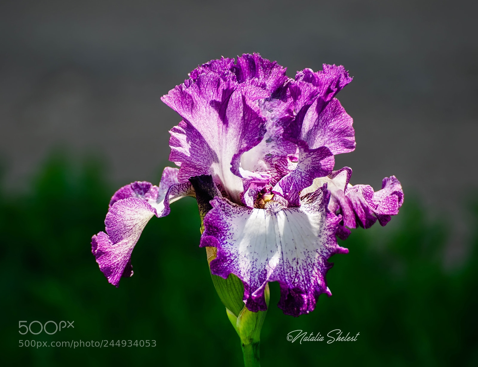 Nikon D600 sample photo. Beautiful flowers of iris photography