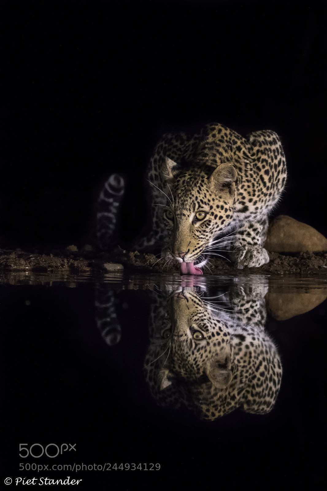 Canon EOS 7D Mark II sample photo. Leopard photography