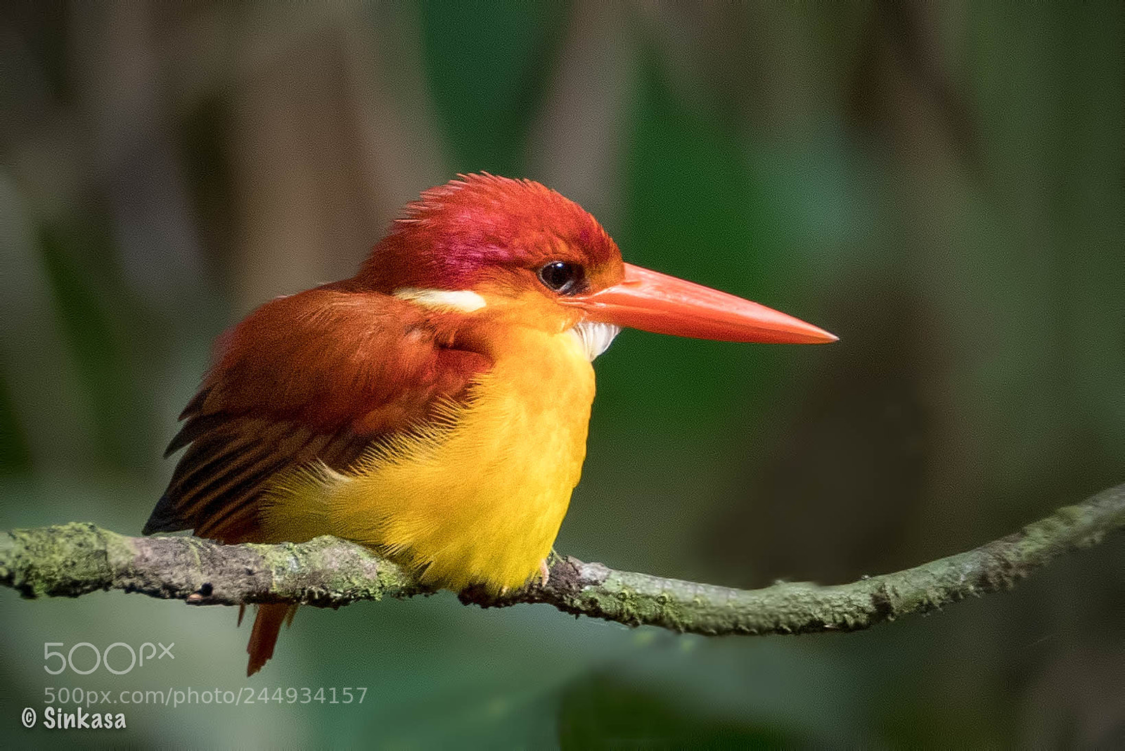 Olympus OM-D E-M1 Mark II sample photo. Rufous backed kigfisher photography