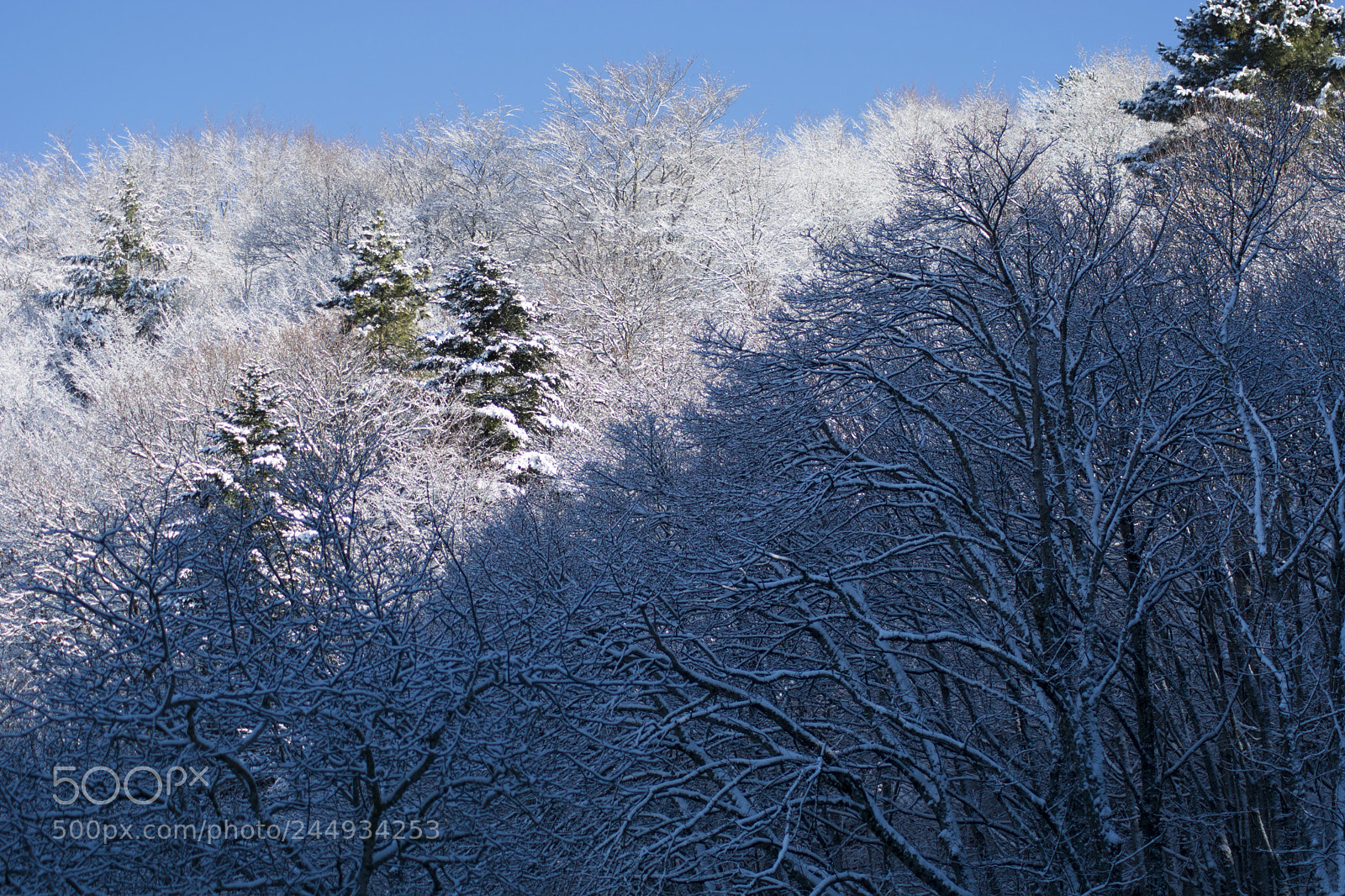 Nikon D7100 sample photo. White and blue photography
