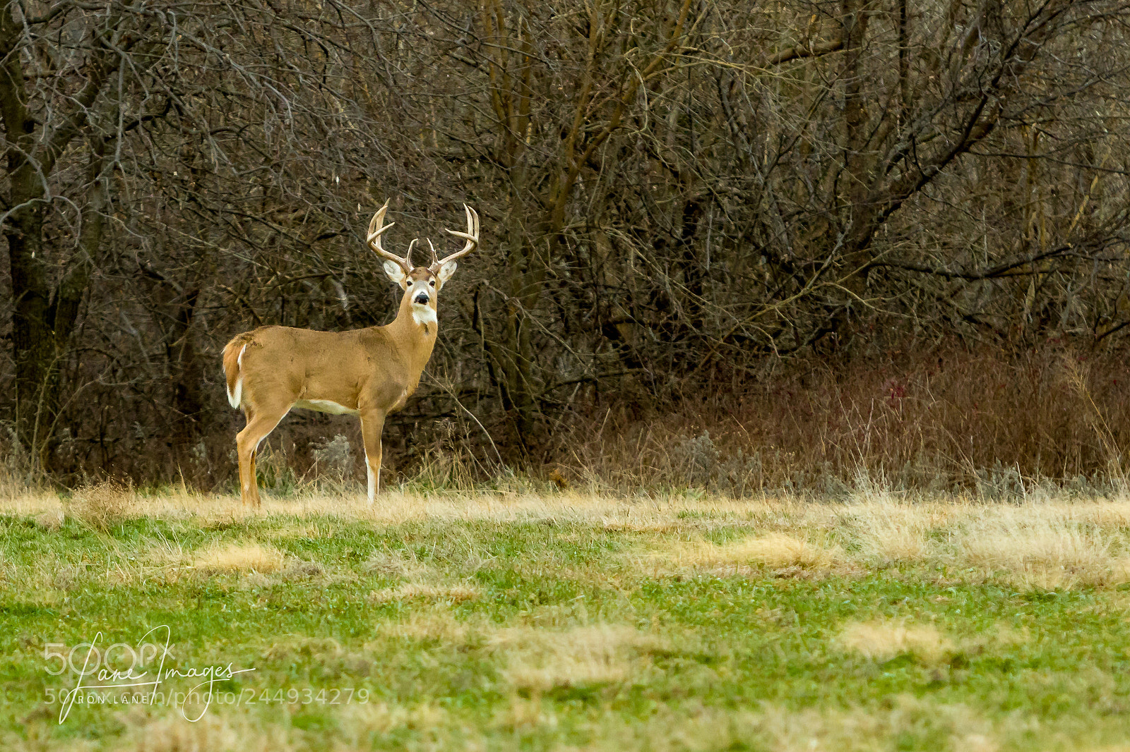 Canon EOS 7D Mark II sample photo. Buck photography
