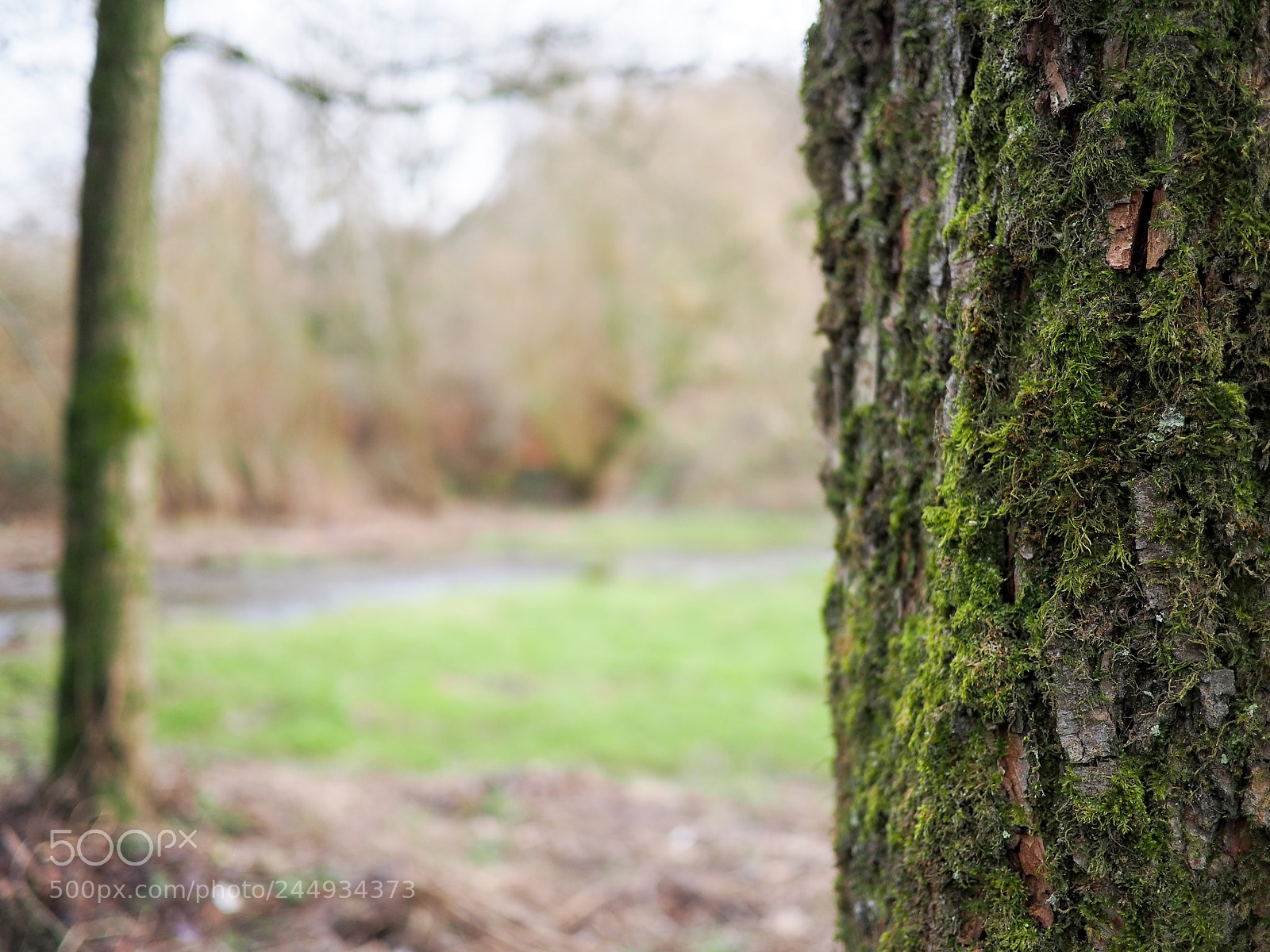 Olympus OM-D E-M10 III sample photo. Tree bark photography