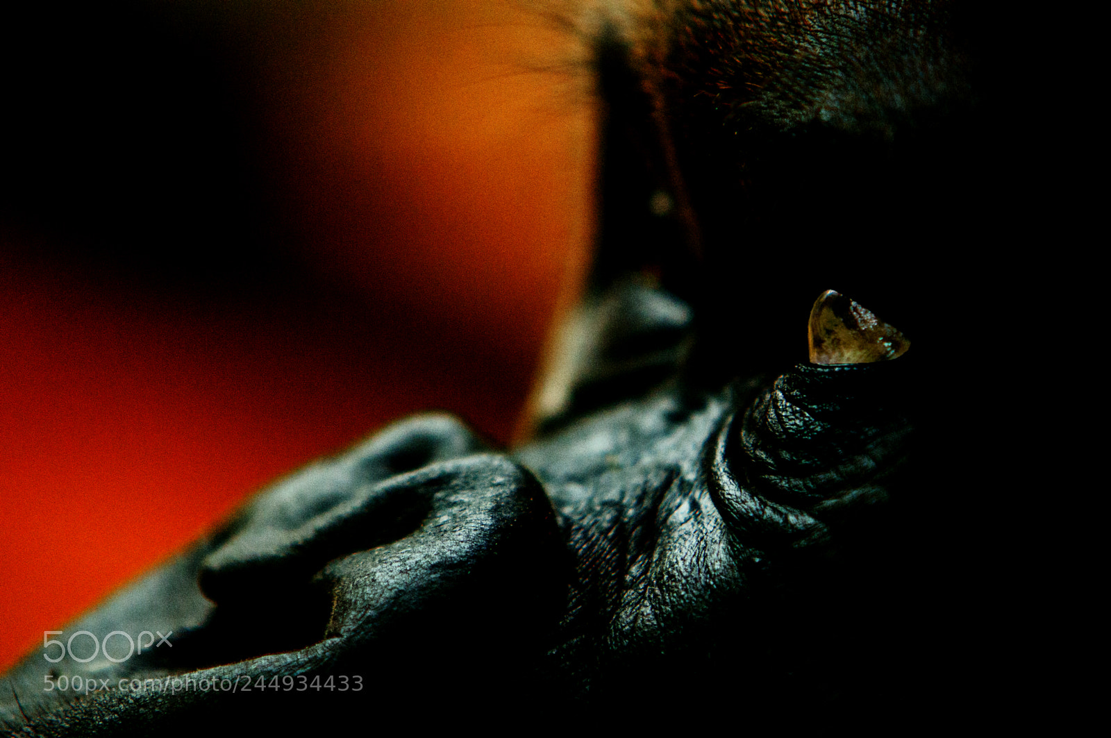 Sony SLT-A55 (SLT-A55V) sample photo. Unknown photography