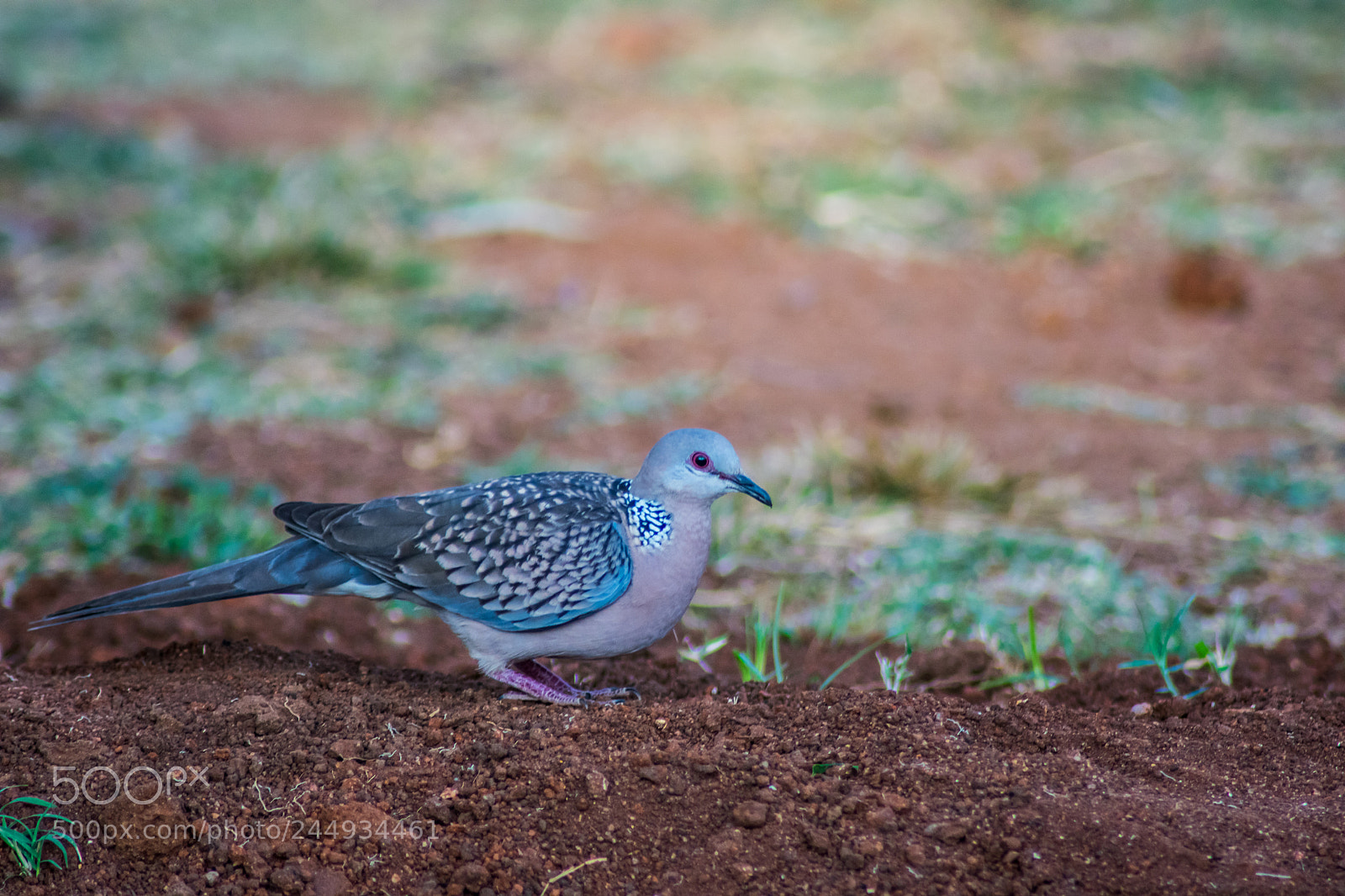 Nikon D3400 sample photo. Spotted dove photography