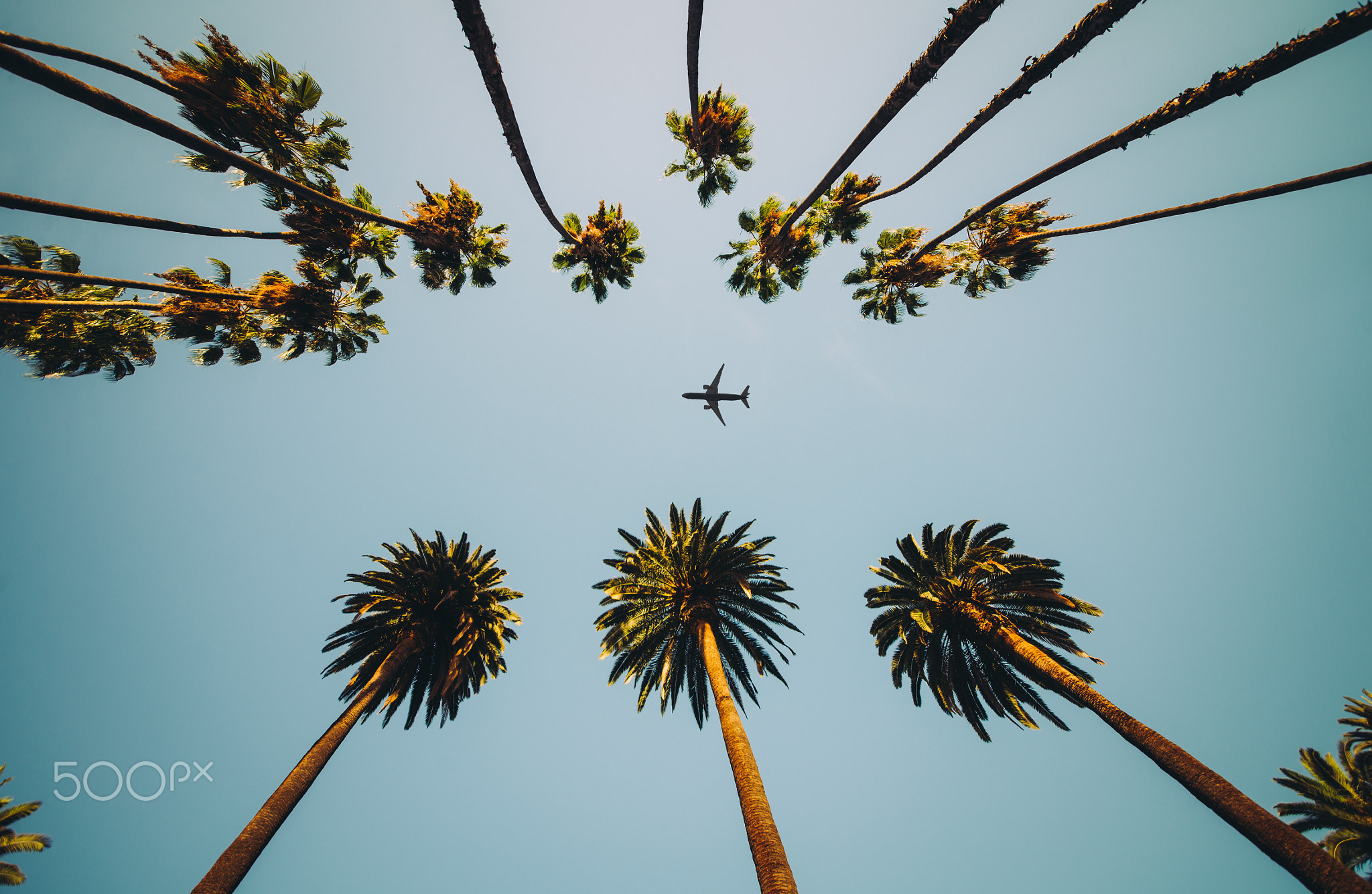 View of palm trees, sky and aircraft flying