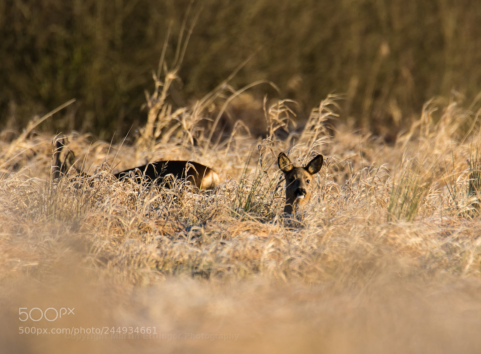 Canon EOS 7D Mark II sample photo. Deer capreolus capreolus at photography