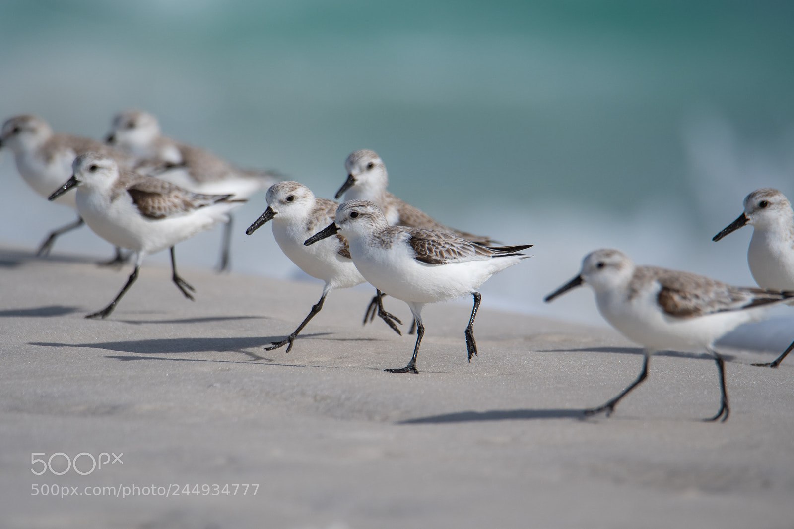 Nikon D500 sample photo. Sandpipers running photography