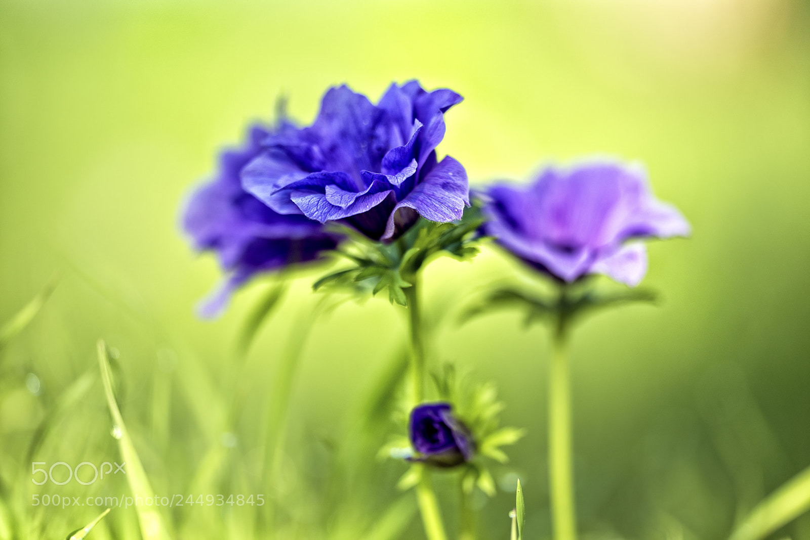 Nikon D810 sample photo. Purple anemones photography
