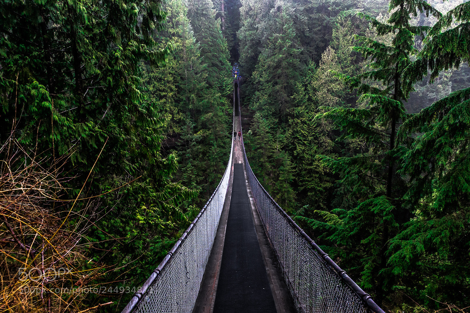 Canon EOS-1D X sample photo. The capilano suspension bridge photography
