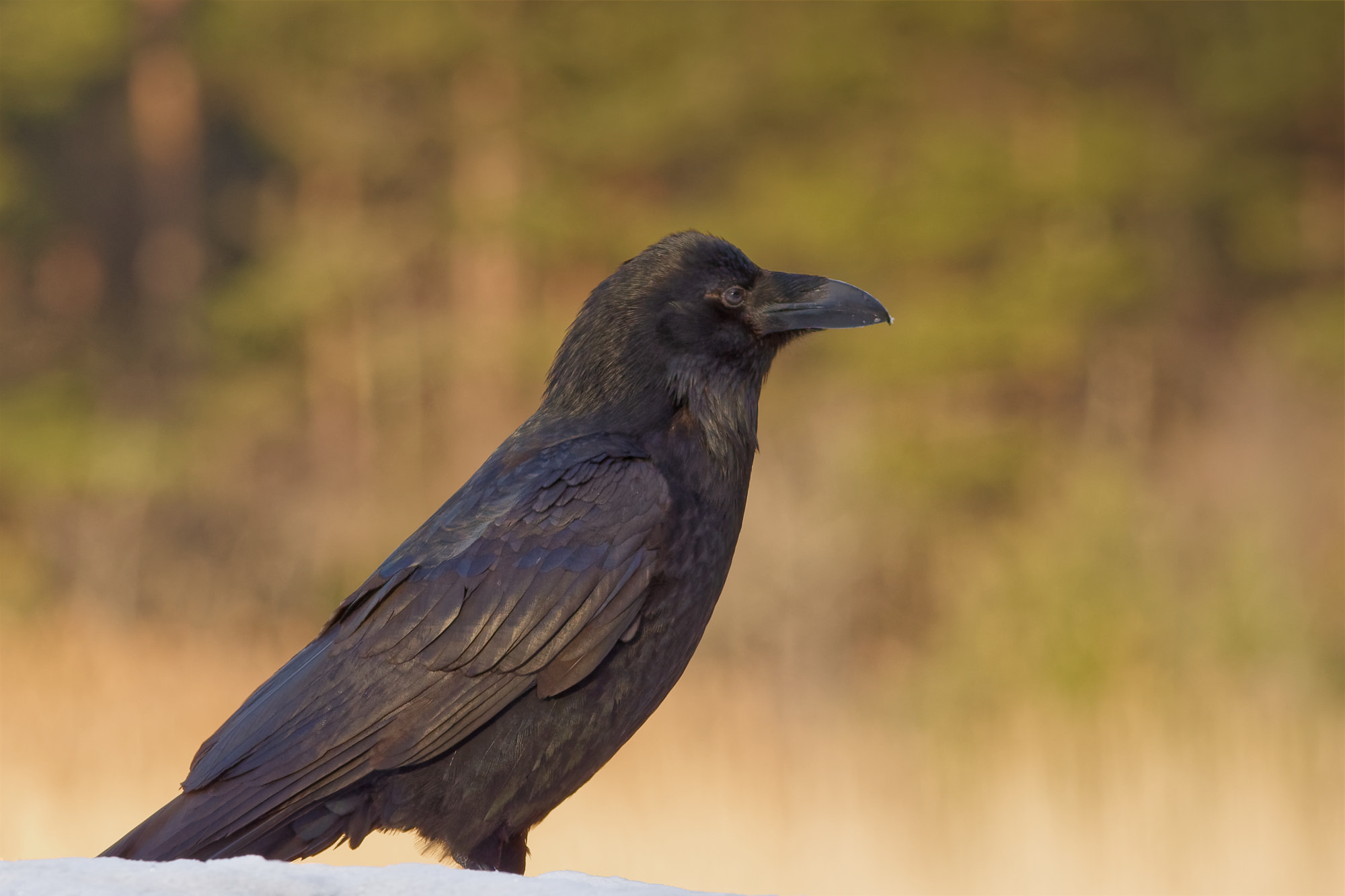 Nikon D5600 + Sigma 150-600mm F5-6.3 DG OS HSM | C sample photo. Common raven (corvus corax) photography
