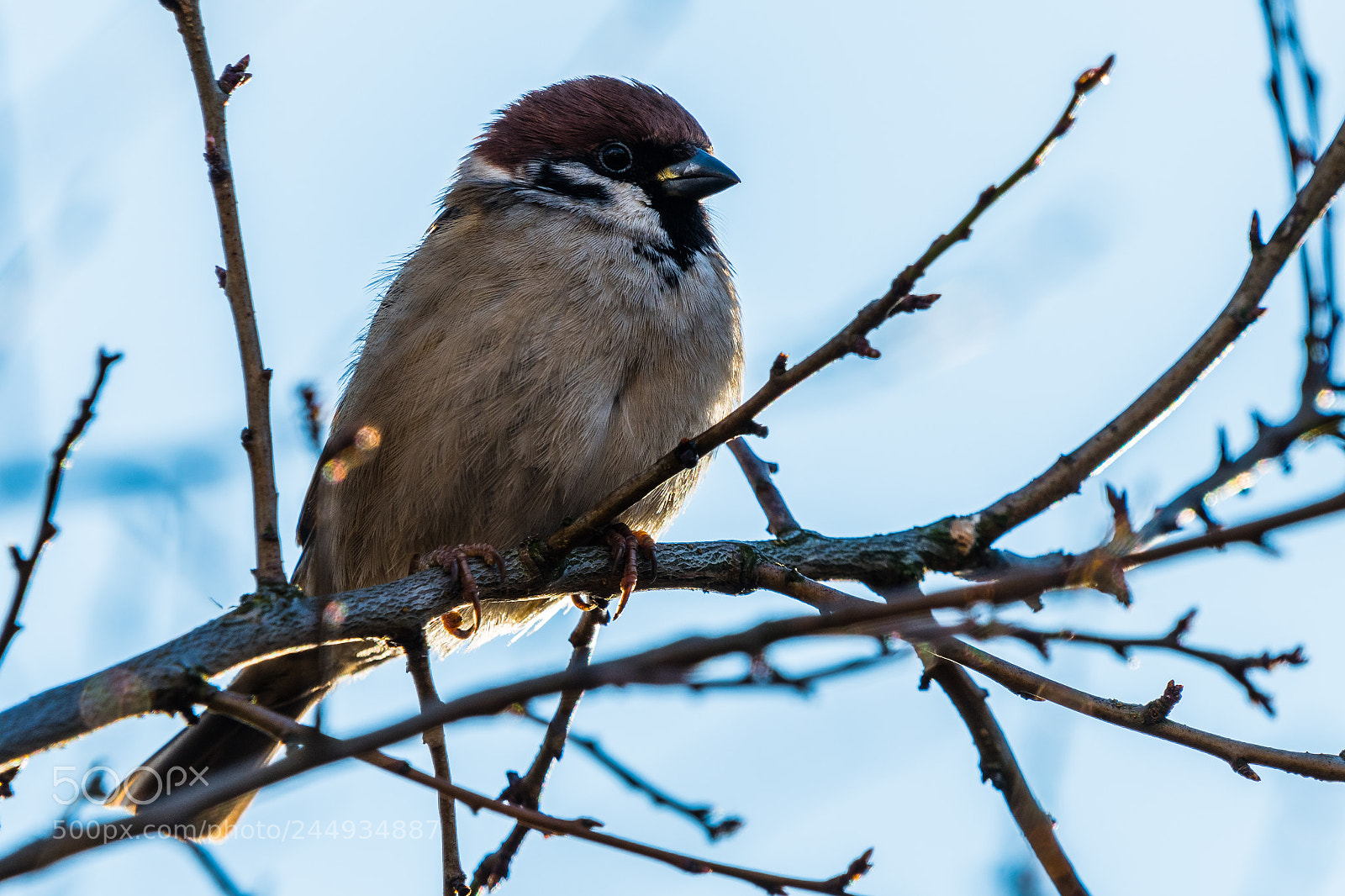 Nikon D500 sample photo. The house sparrow passer photography