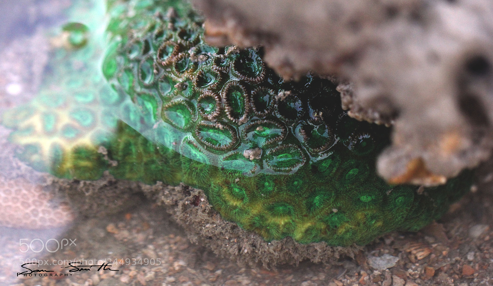 Canon EOS 60D sample photo. Under sea photography