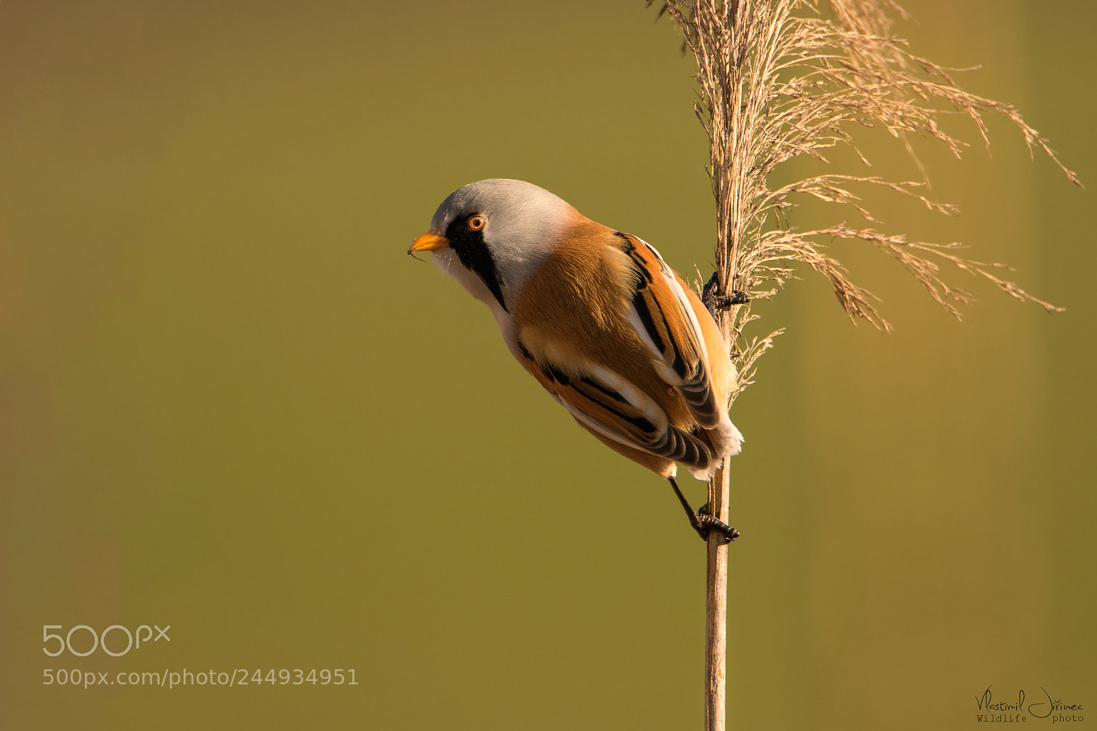 Canon EOS 7D Mark II sample photo. Panurus biarmicus photography