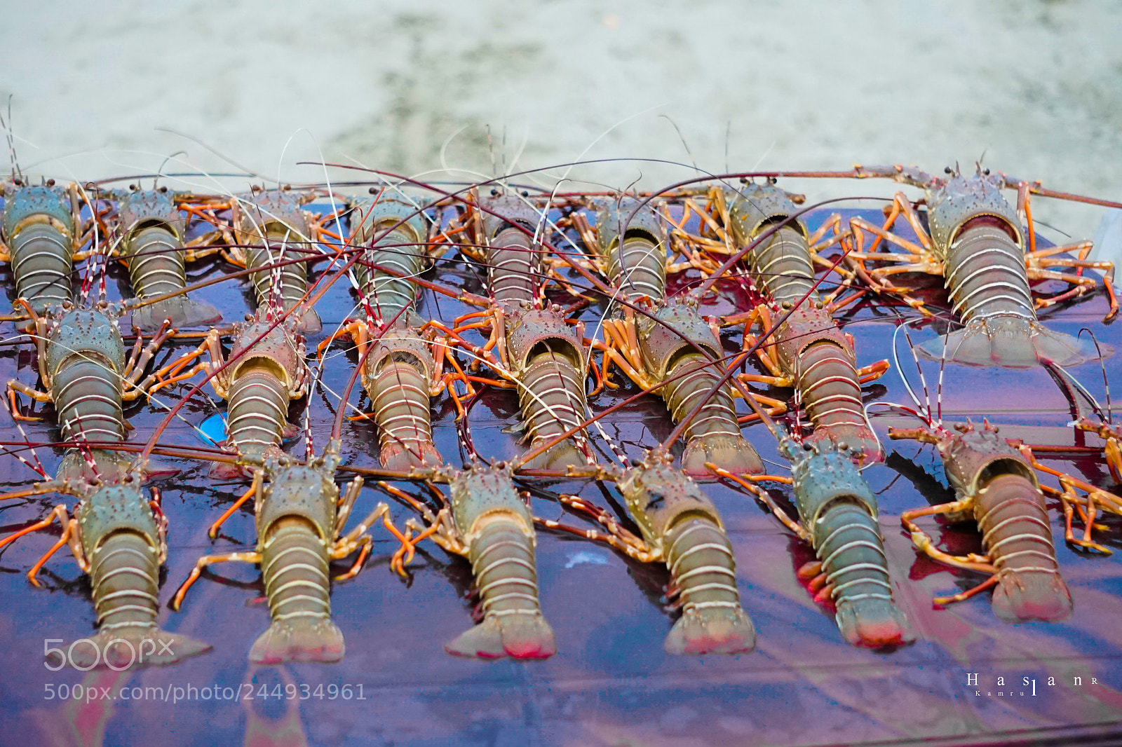 Sony a7 sample photo. Lobster. st martin's island. photography