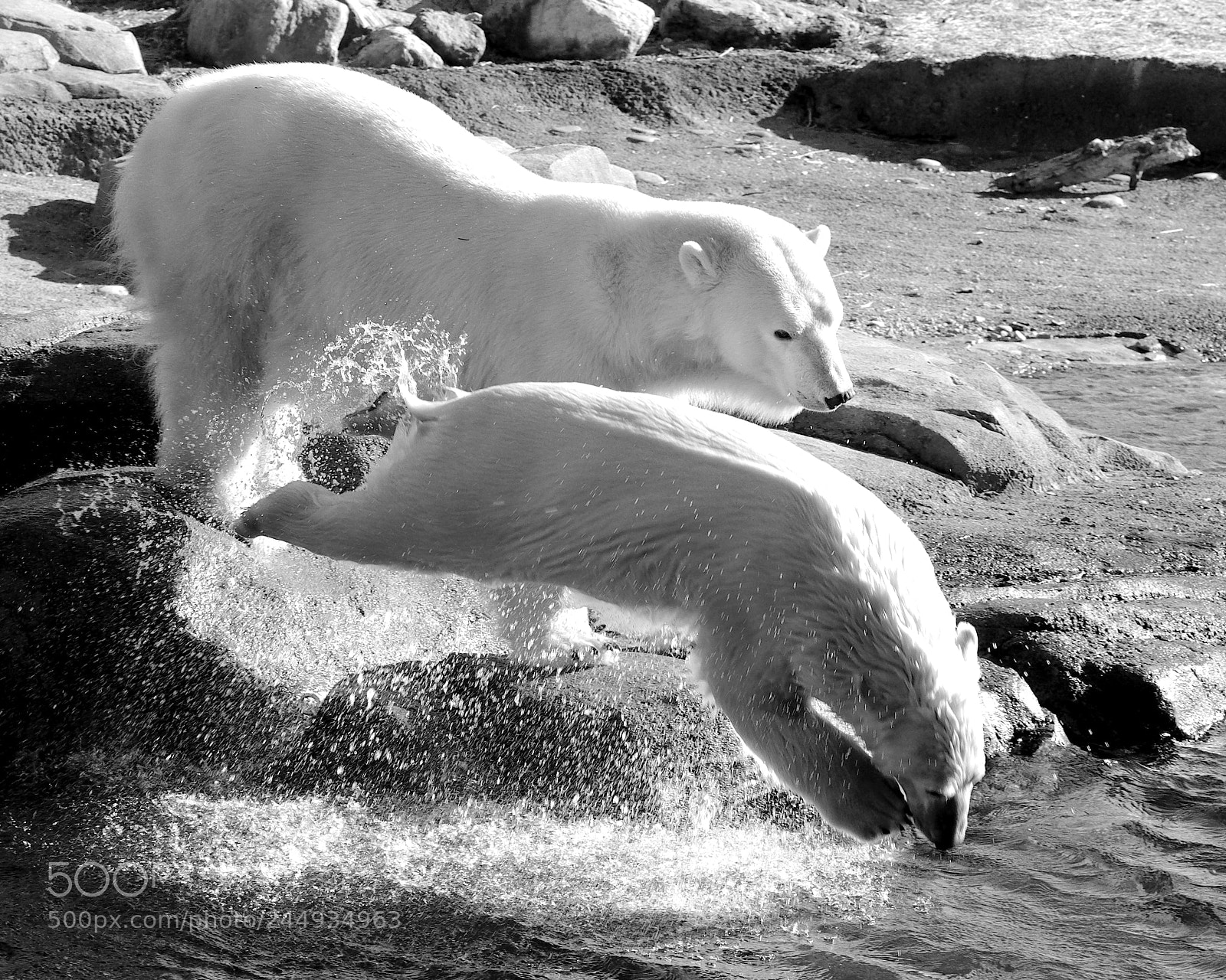Nikon D5100 sample photo. Amelia gray dives in photography