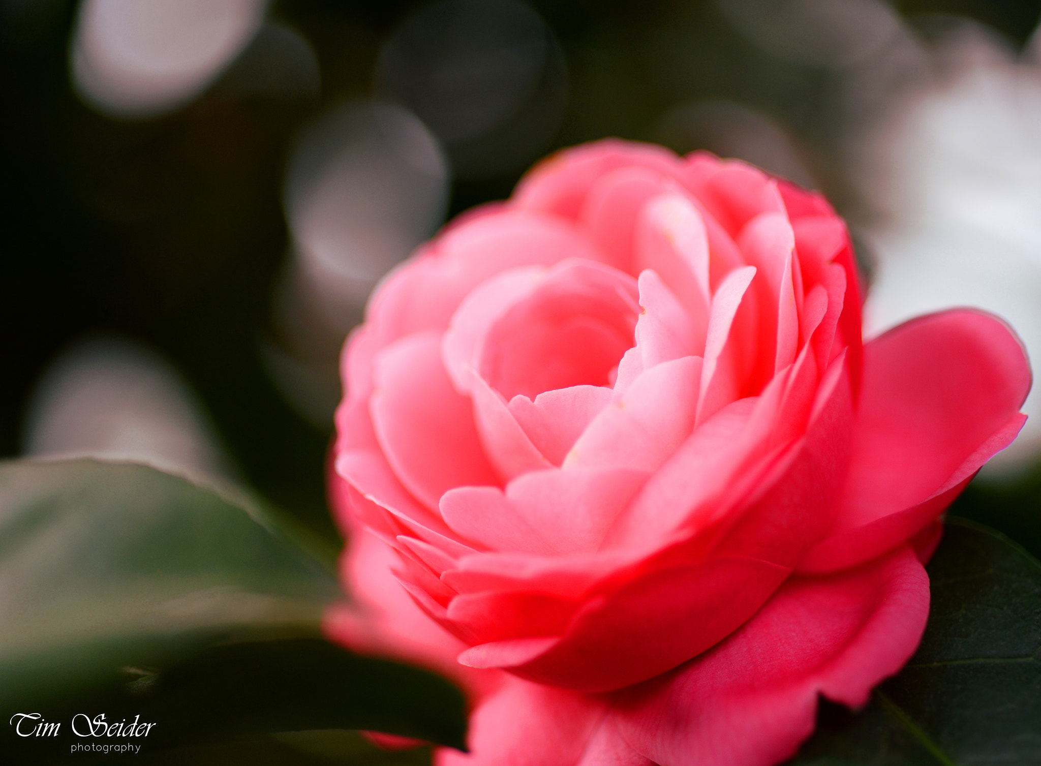 Nikon D610 + Nikon AF Micro-Nikkor 60mm F2.8D sample photo. Pink blossom photography