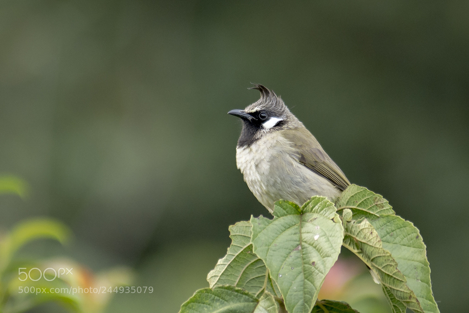 Nikon D7200 sample photo. Himalayan bulbul photography