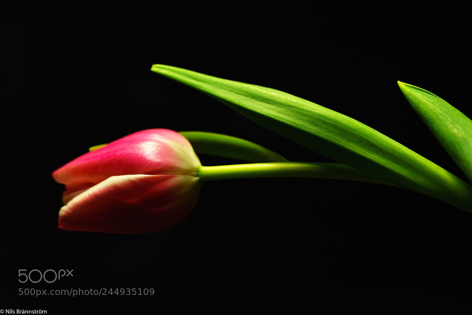 Sony a7 II sample photo. In house flower photography