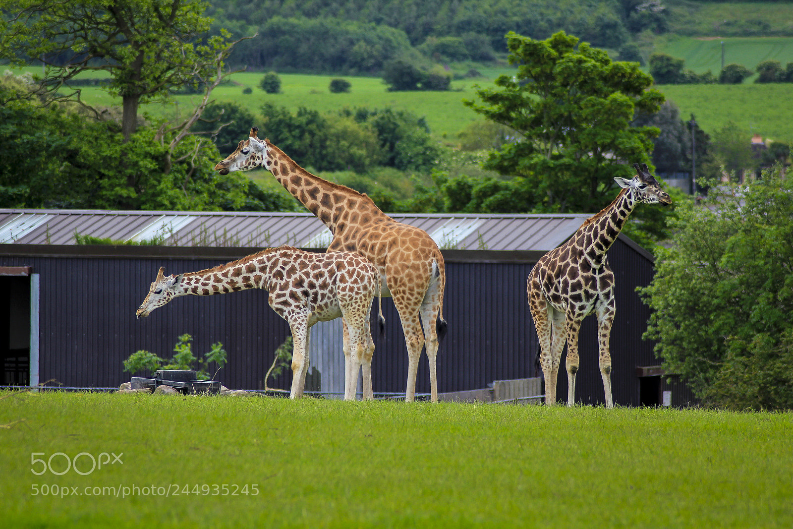 Canon EOS 550D (EOS Rebel T2i / EOS Kiss X4) sample photo. Fota wildlife park photography