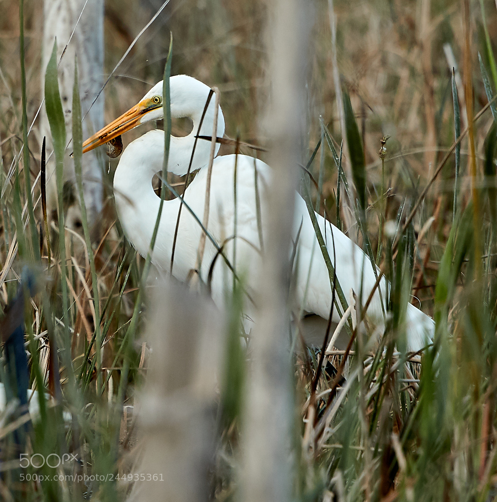 Canon EOS-1D X Mark II sample photo. 02-04-18-0002260.jpg photography