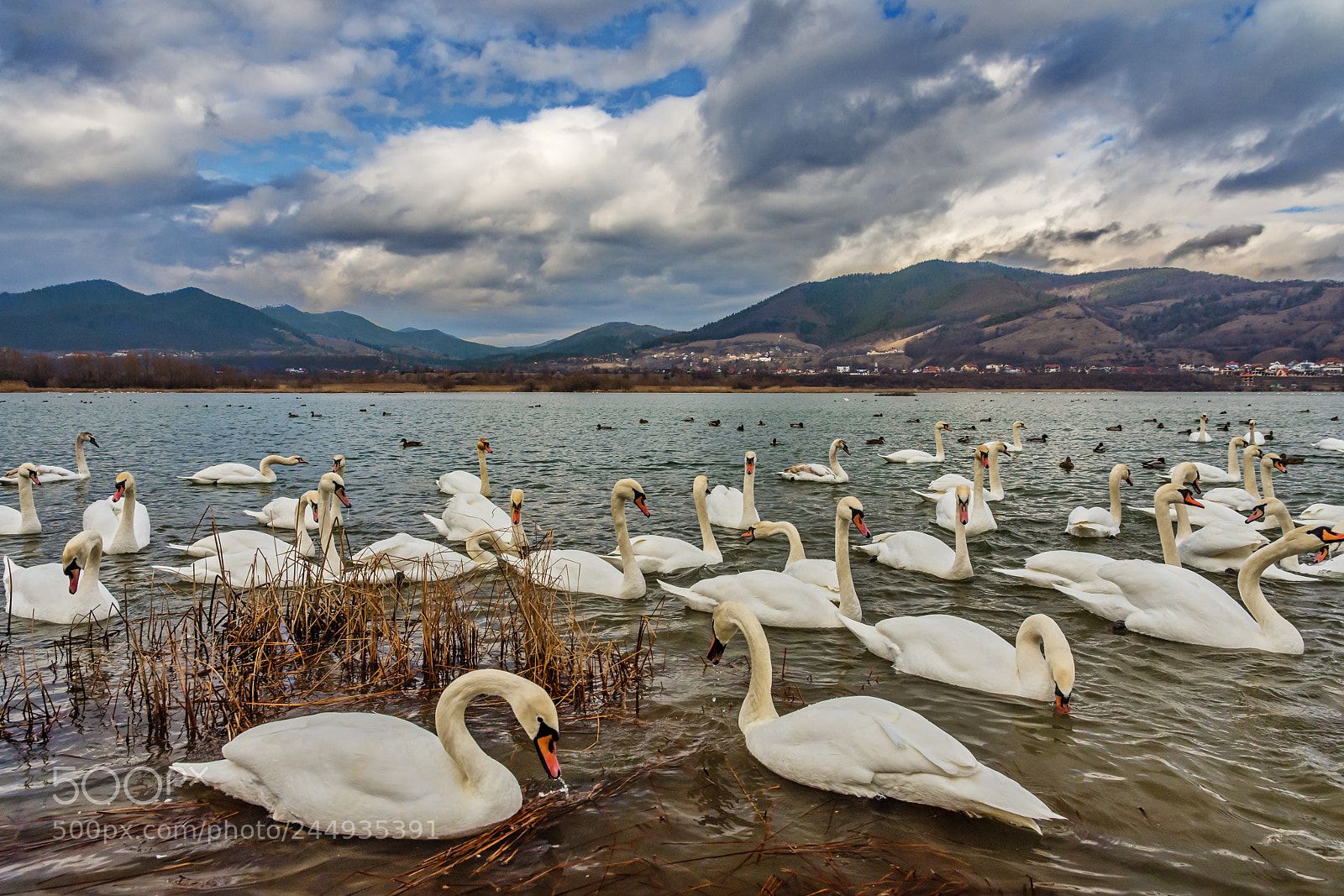 Nikon D7200 sample photo. Swan lake photography