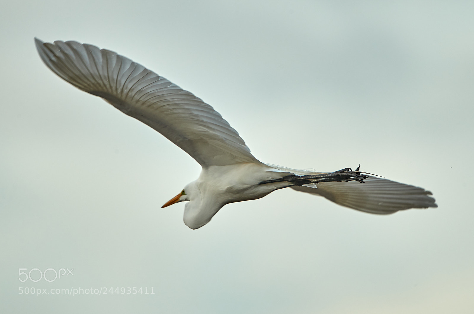 Canon EOS-1D X Mark II sample photo. 02-04-18-0002236.jpg photography