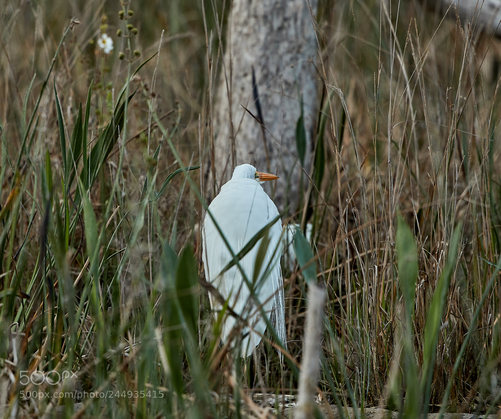 Canon EOS-1D X Mark II sample photo. 02-04-18-0002231.jpg photography