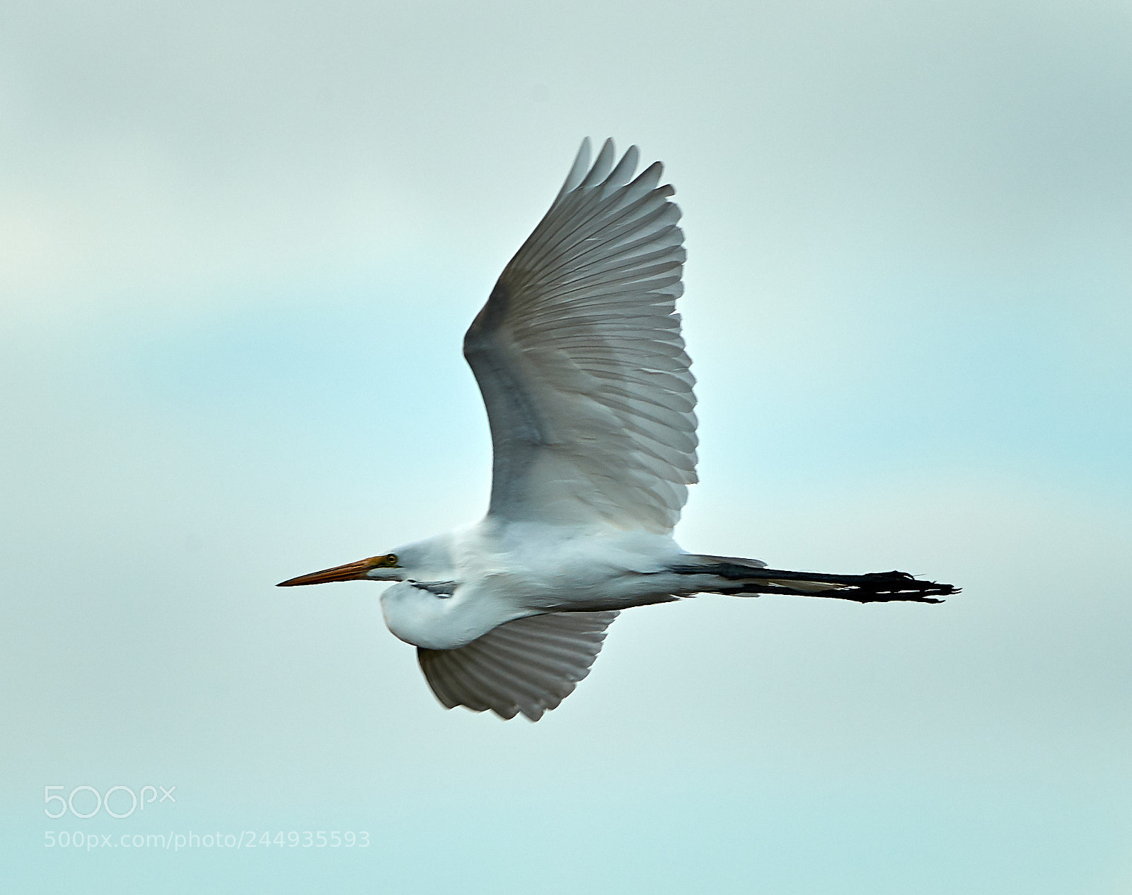 Canon EOS-1D X Mark II sample photo. 02-04-18-0002228.jpg photography