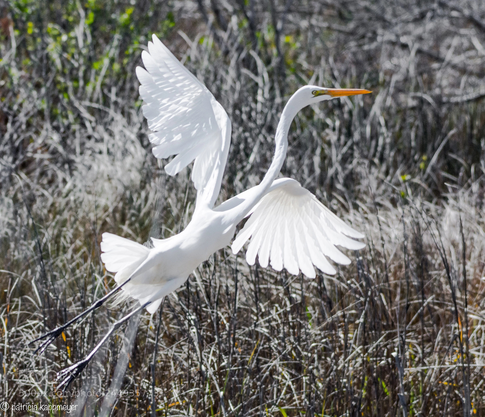 Nikon D7200 sample photo. White heron photography