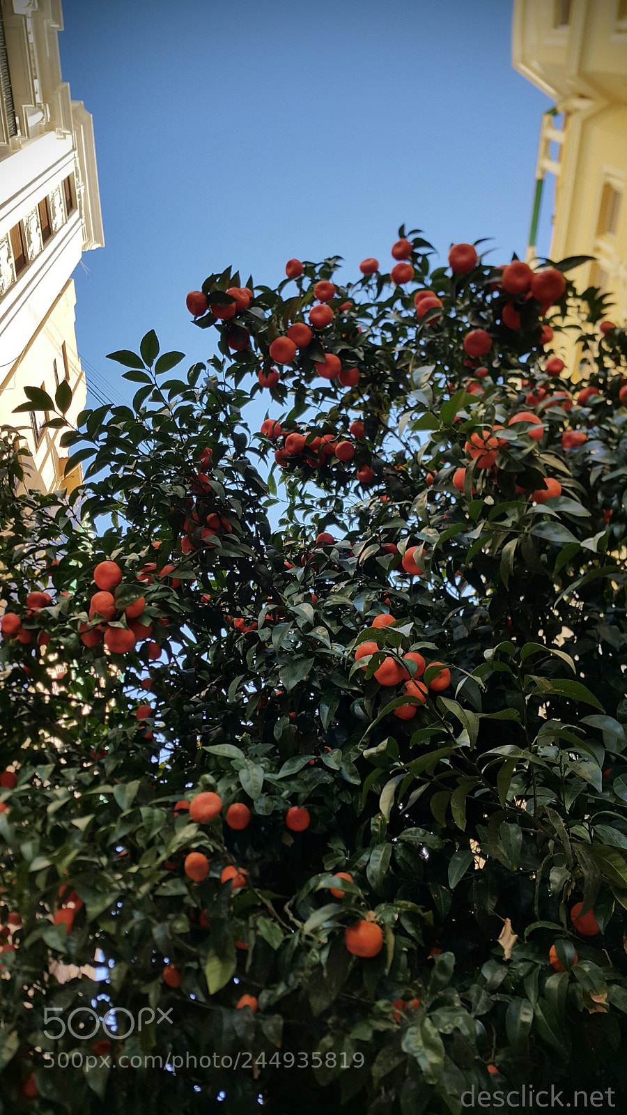 Samsung Galaxy Note4 sample photo. Urban gardening aesthetics photography
