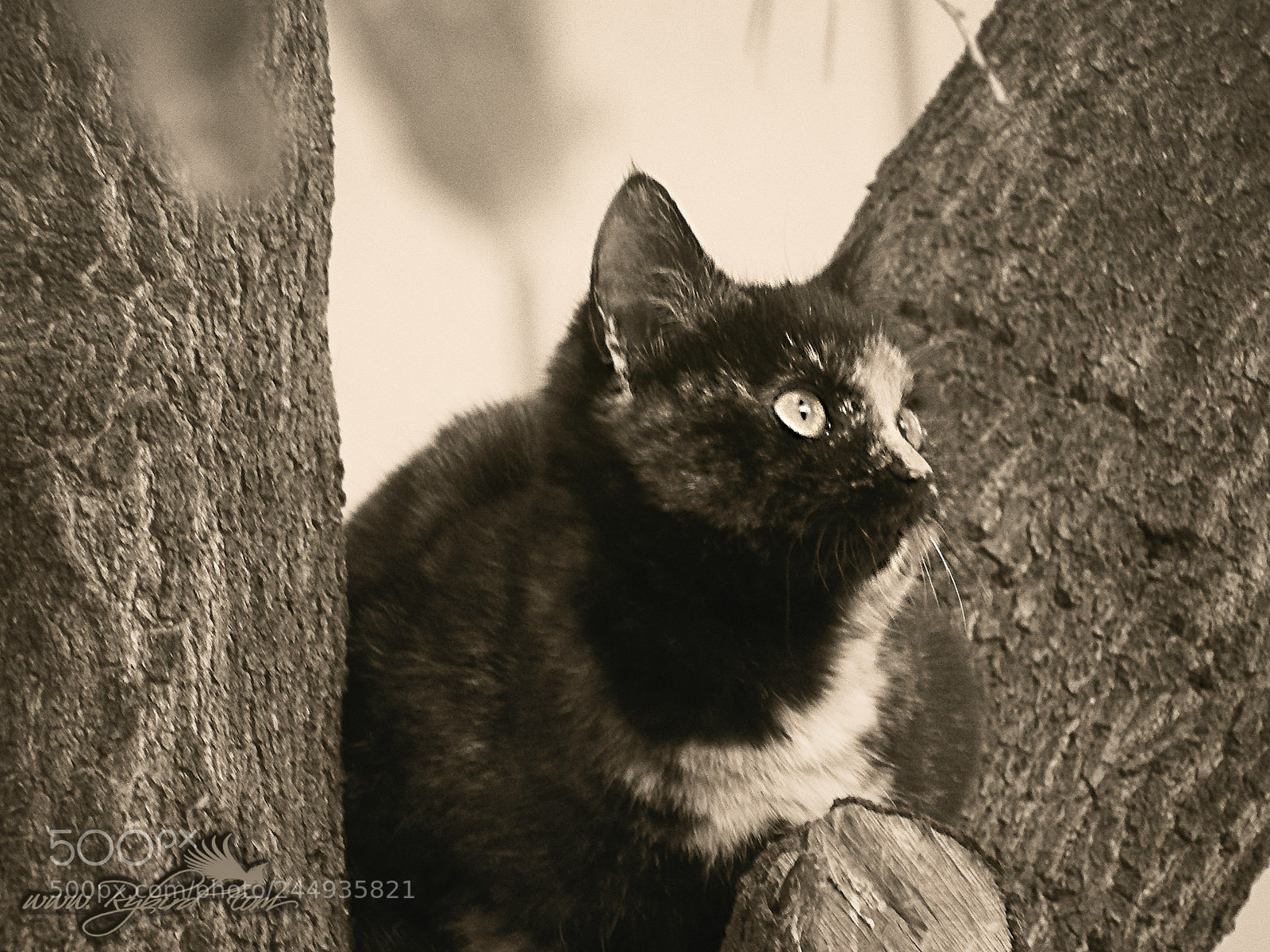 Fujifilm FinePix S1 sample photo. Tree kitten photography