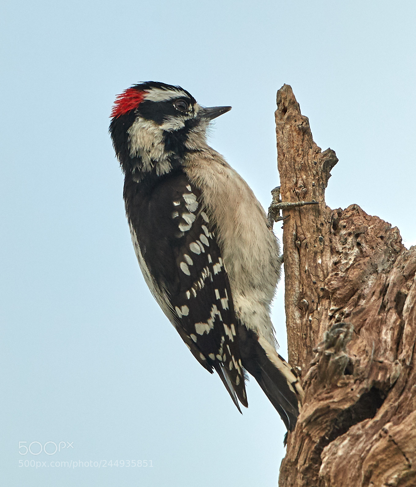 Canon EOS-1D X Mark II sample photo. 02-04-18-0002161.jpg photography